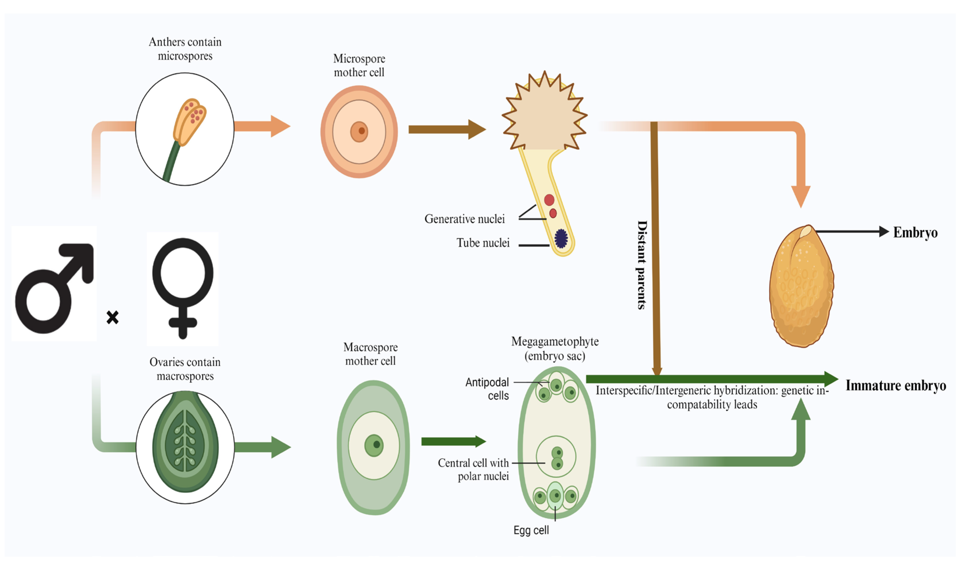 Plants 13 01320 g002