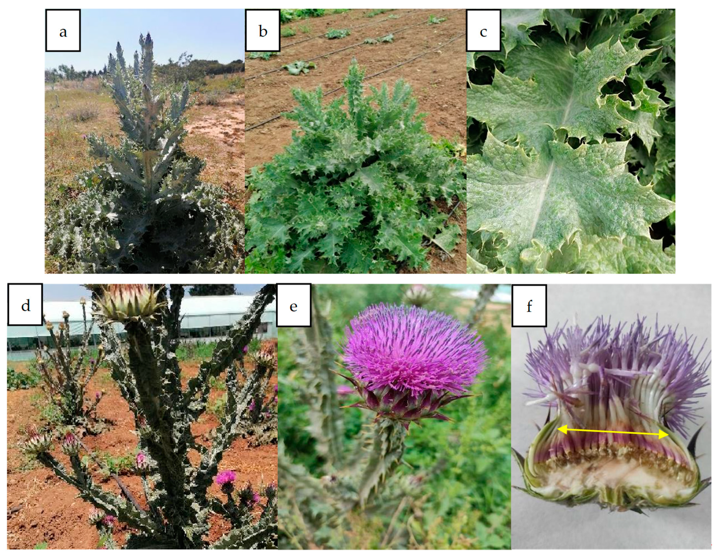 Agronomy 14 00987 g001