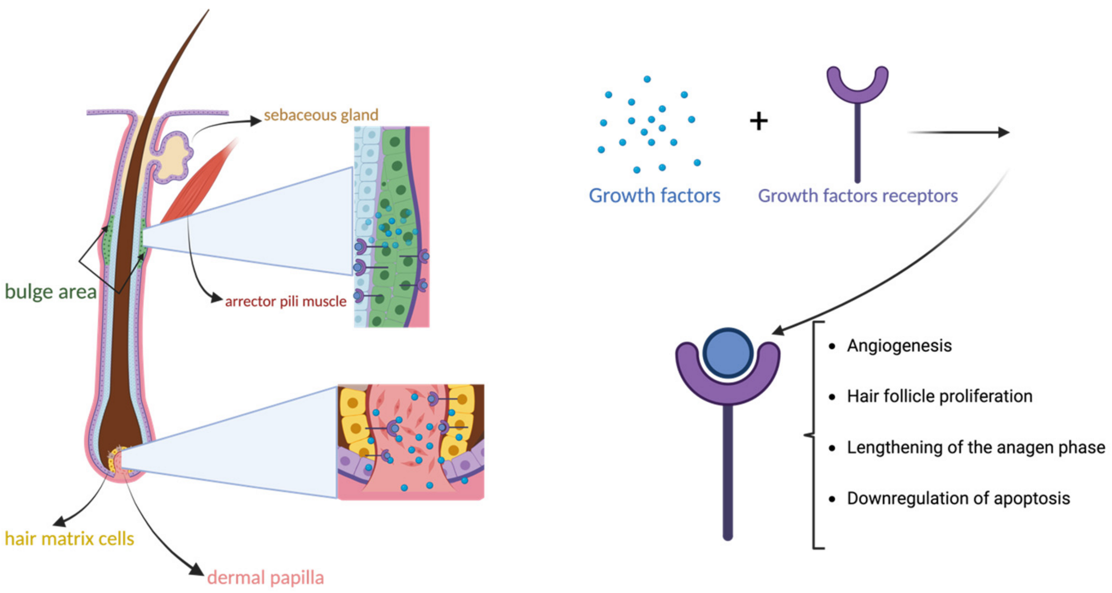 Biomedicines 12 00007 g003