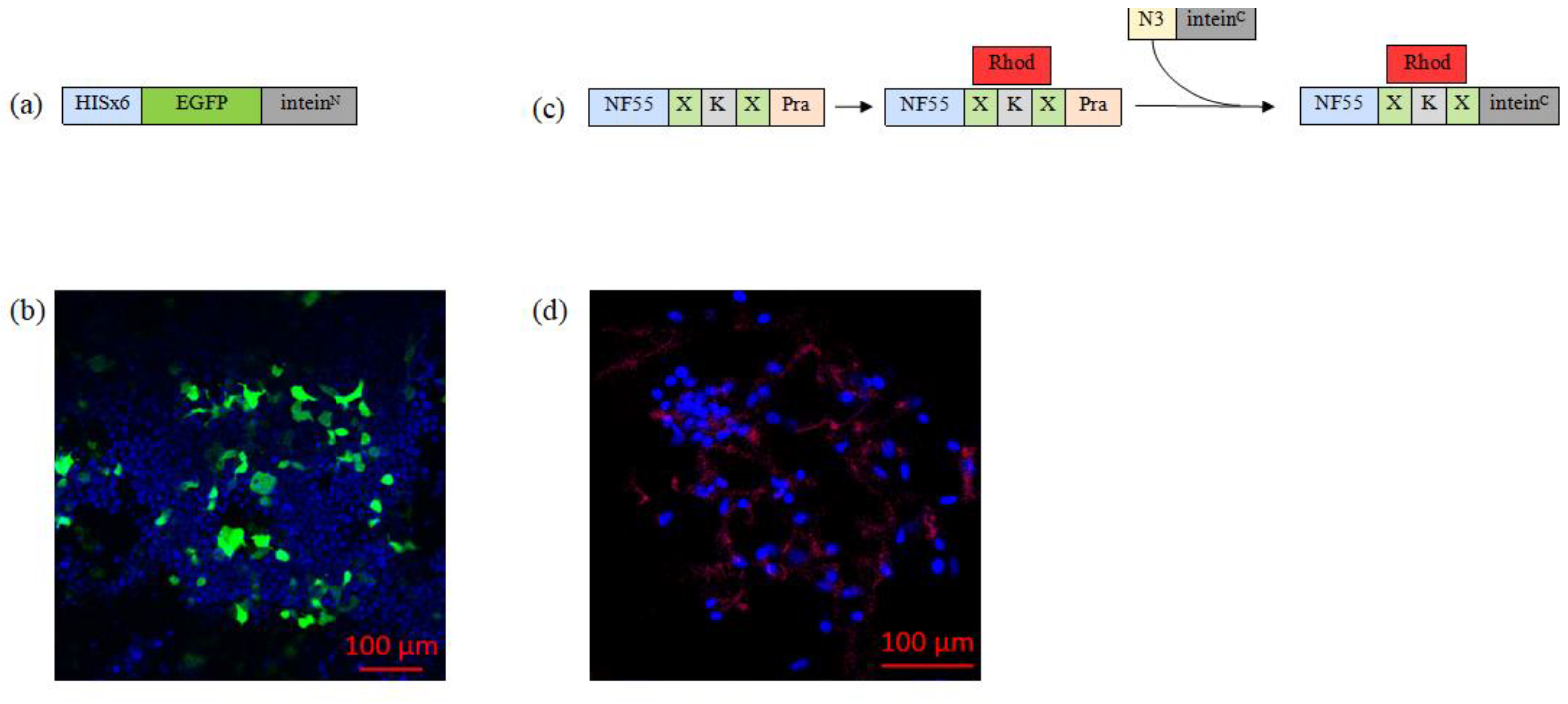 Pharmaceutics 16 00617 g003