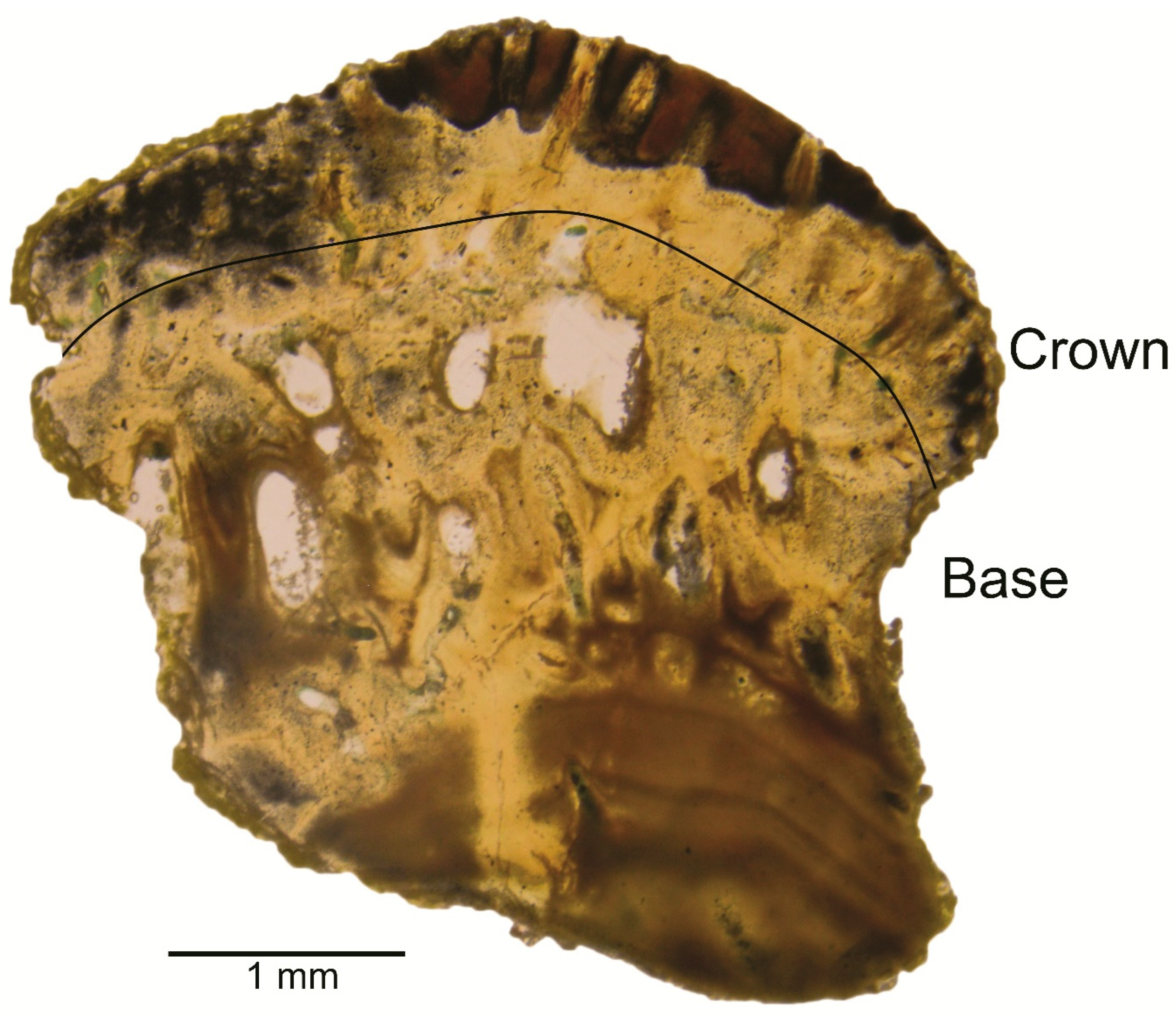 Diversity 16 00276 g006