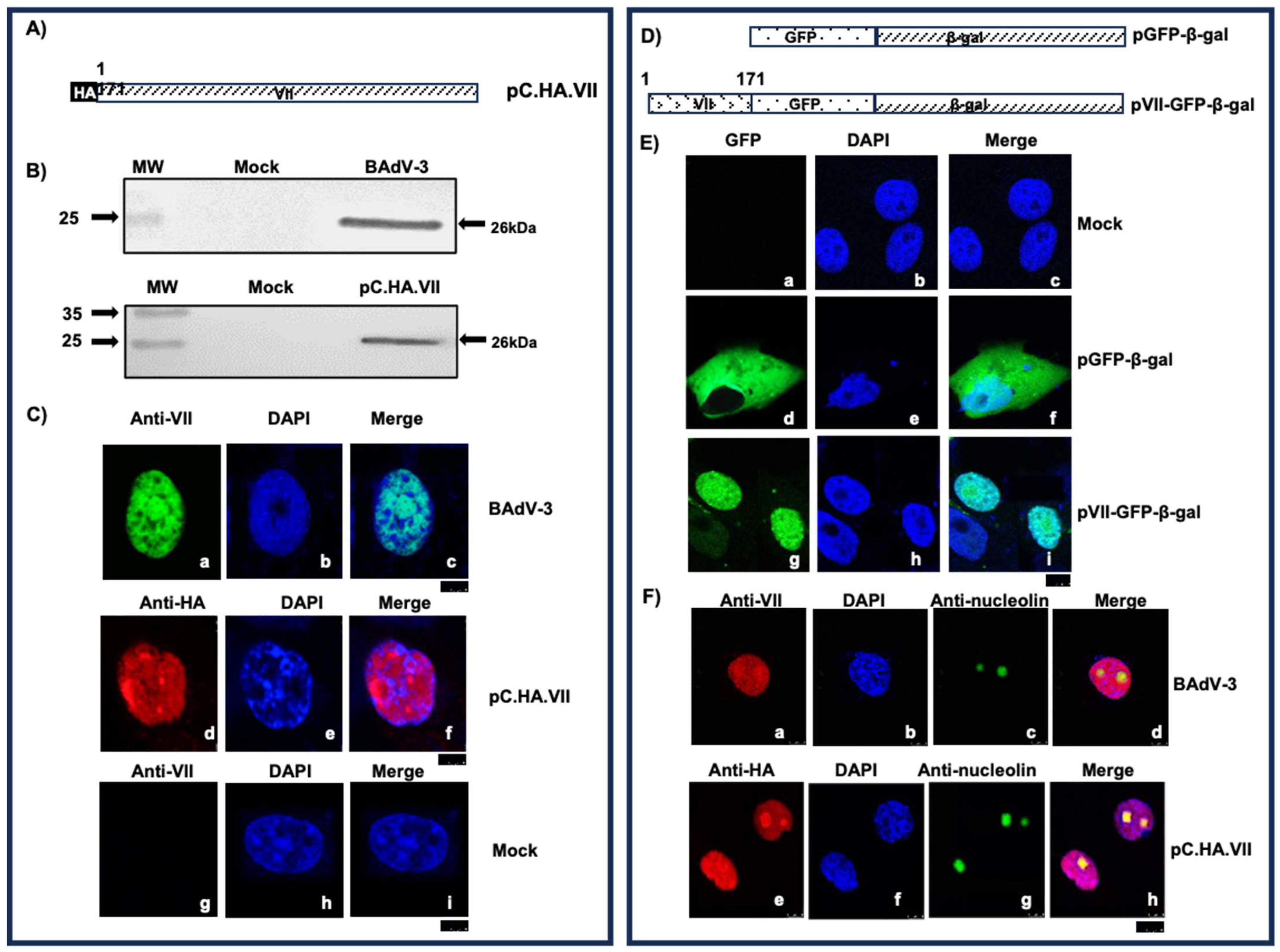 Viruses 16 00732 g002