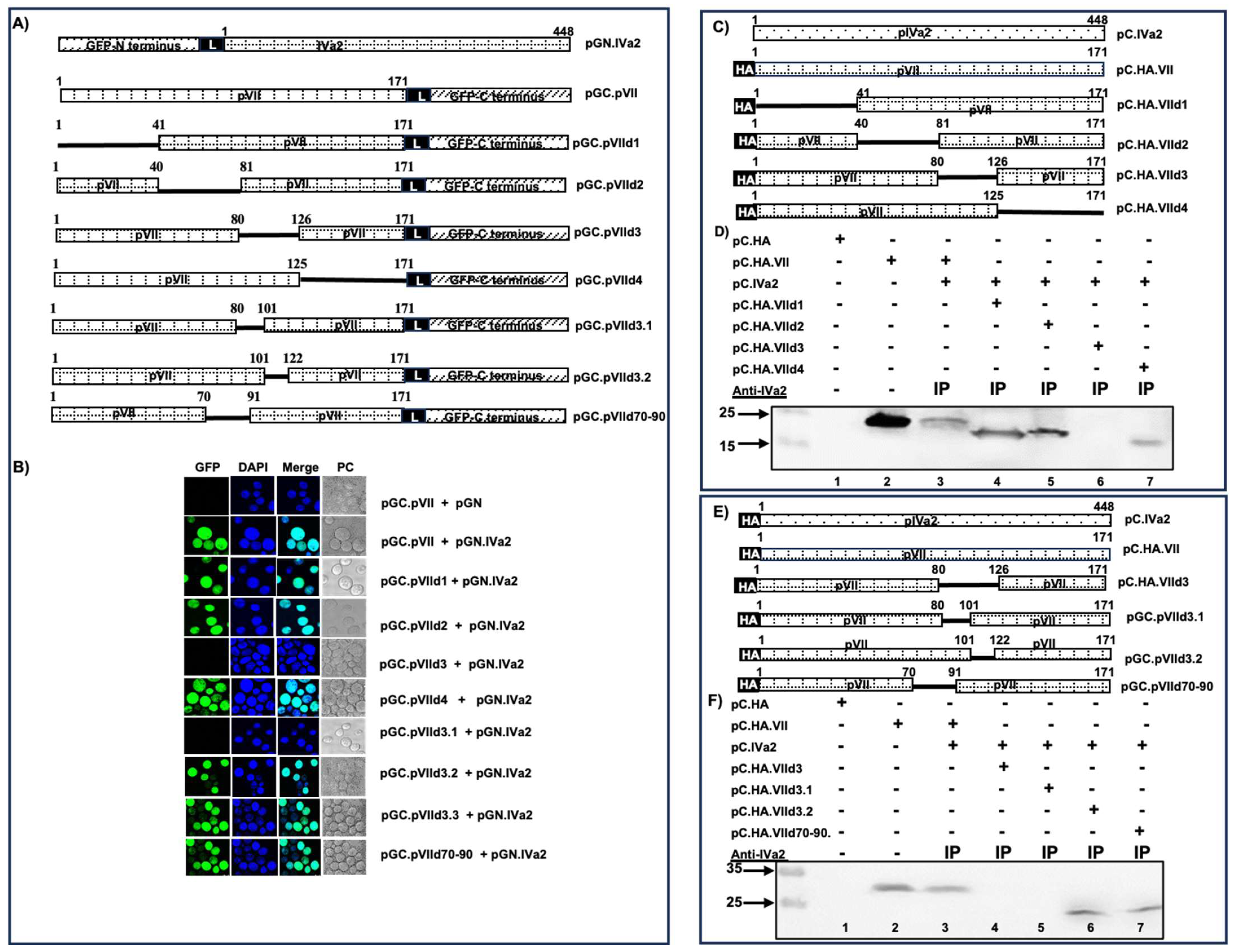 Viruses 16 00732 g010