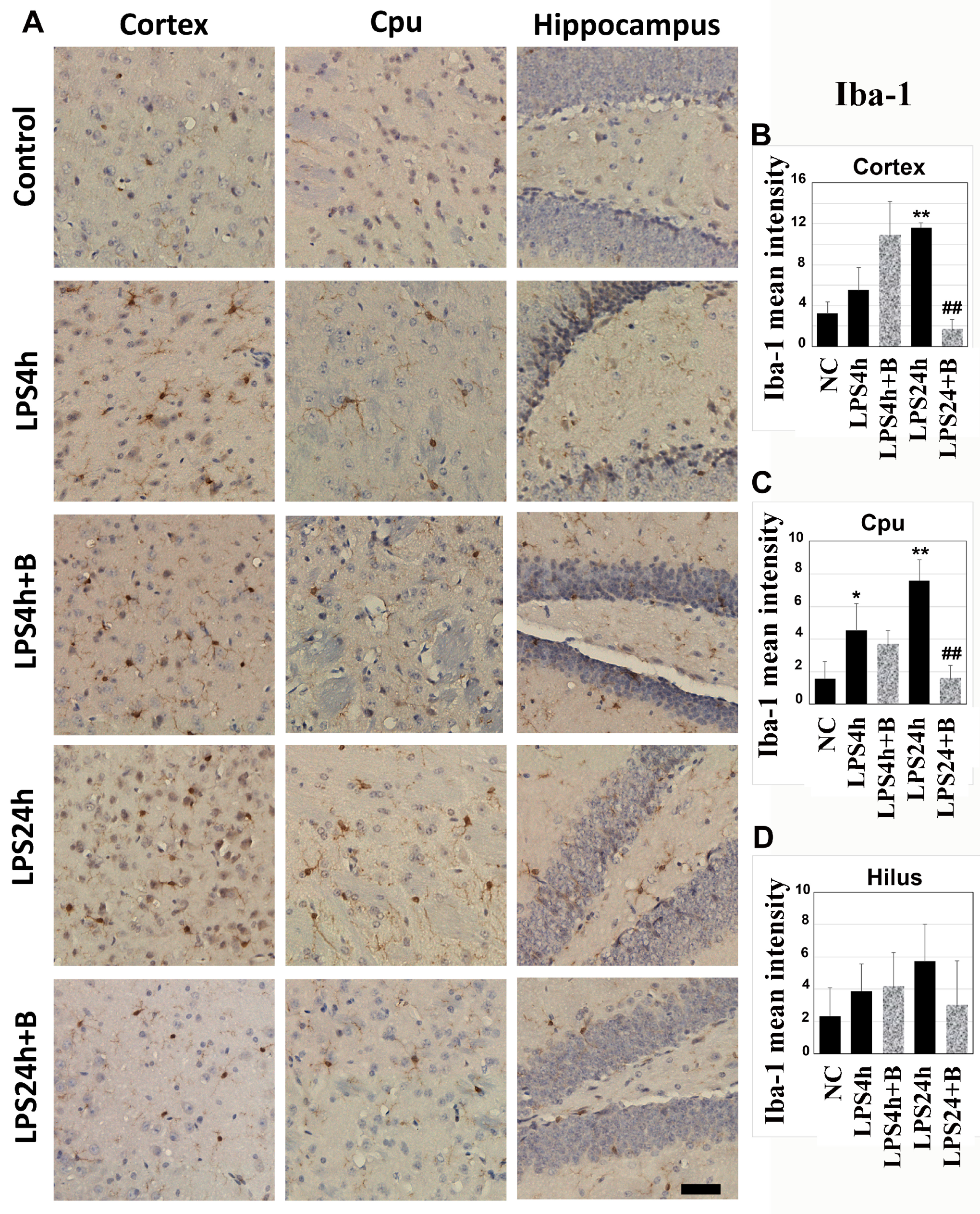 Brainsci 14 00467 g004
