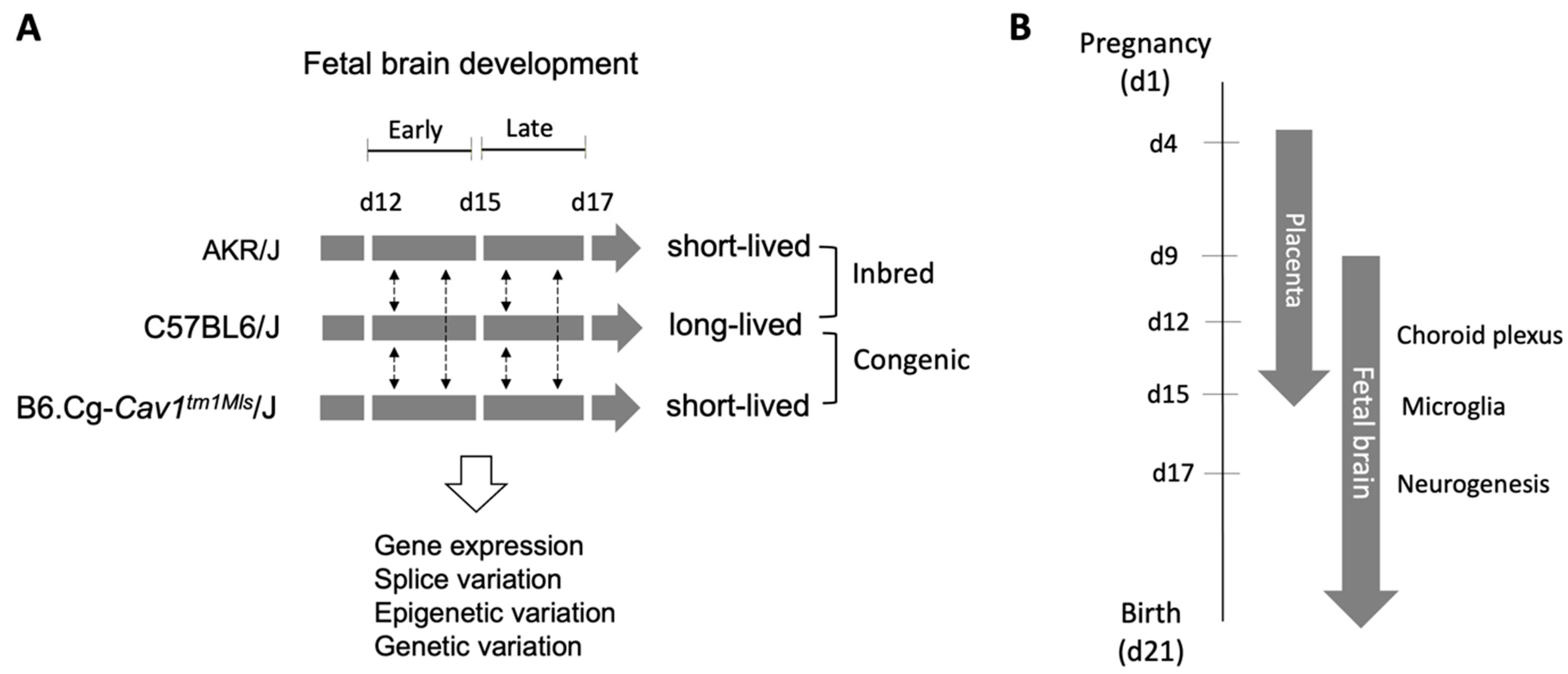 Genes 15 00604 g001