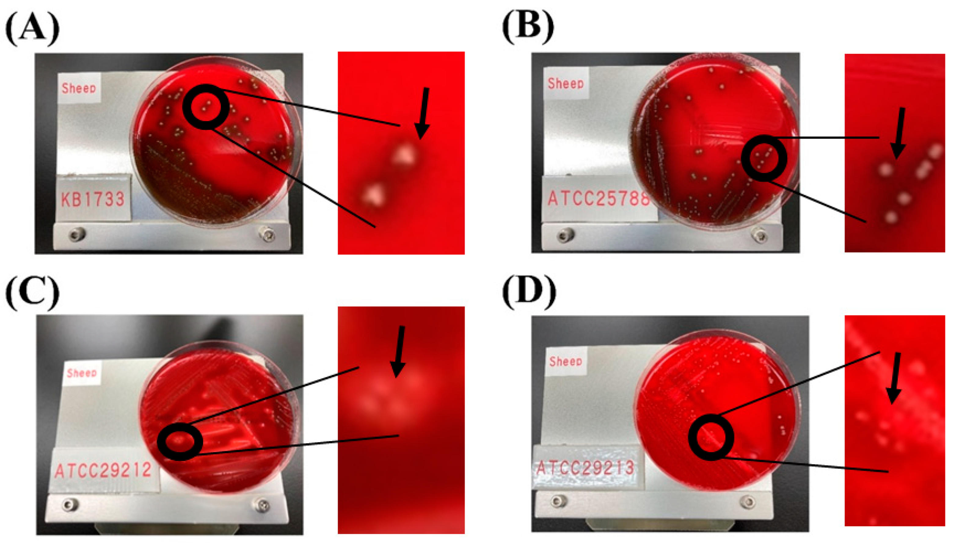 Microorganisms 12 00953 g002