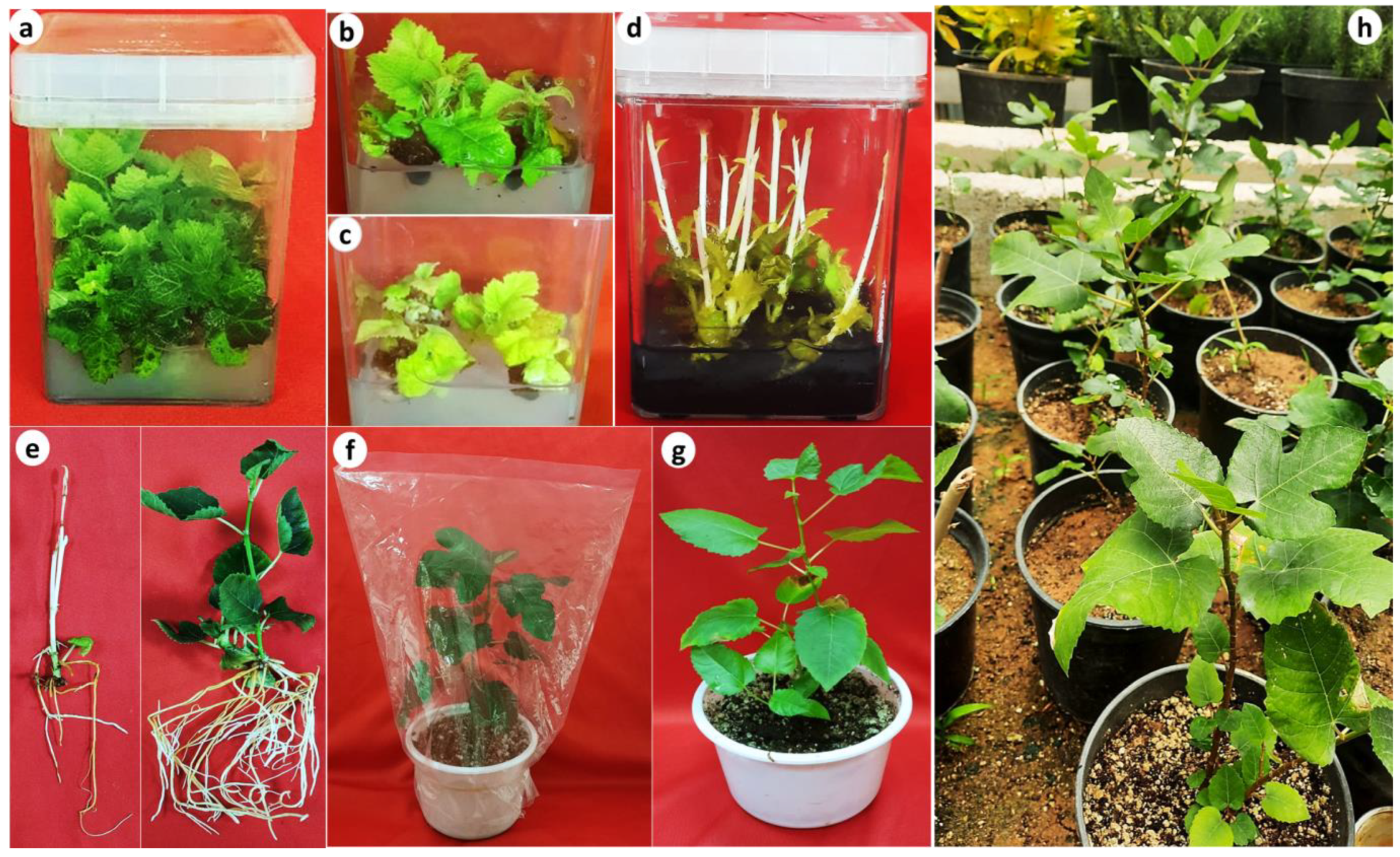 Plants 13 01278 g002