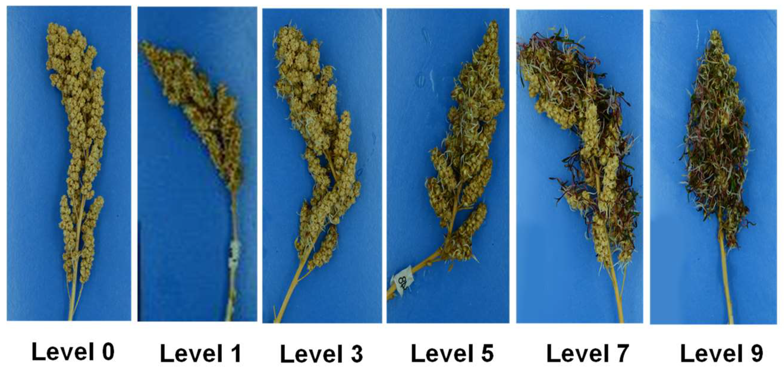 Plants 13 01297 g007