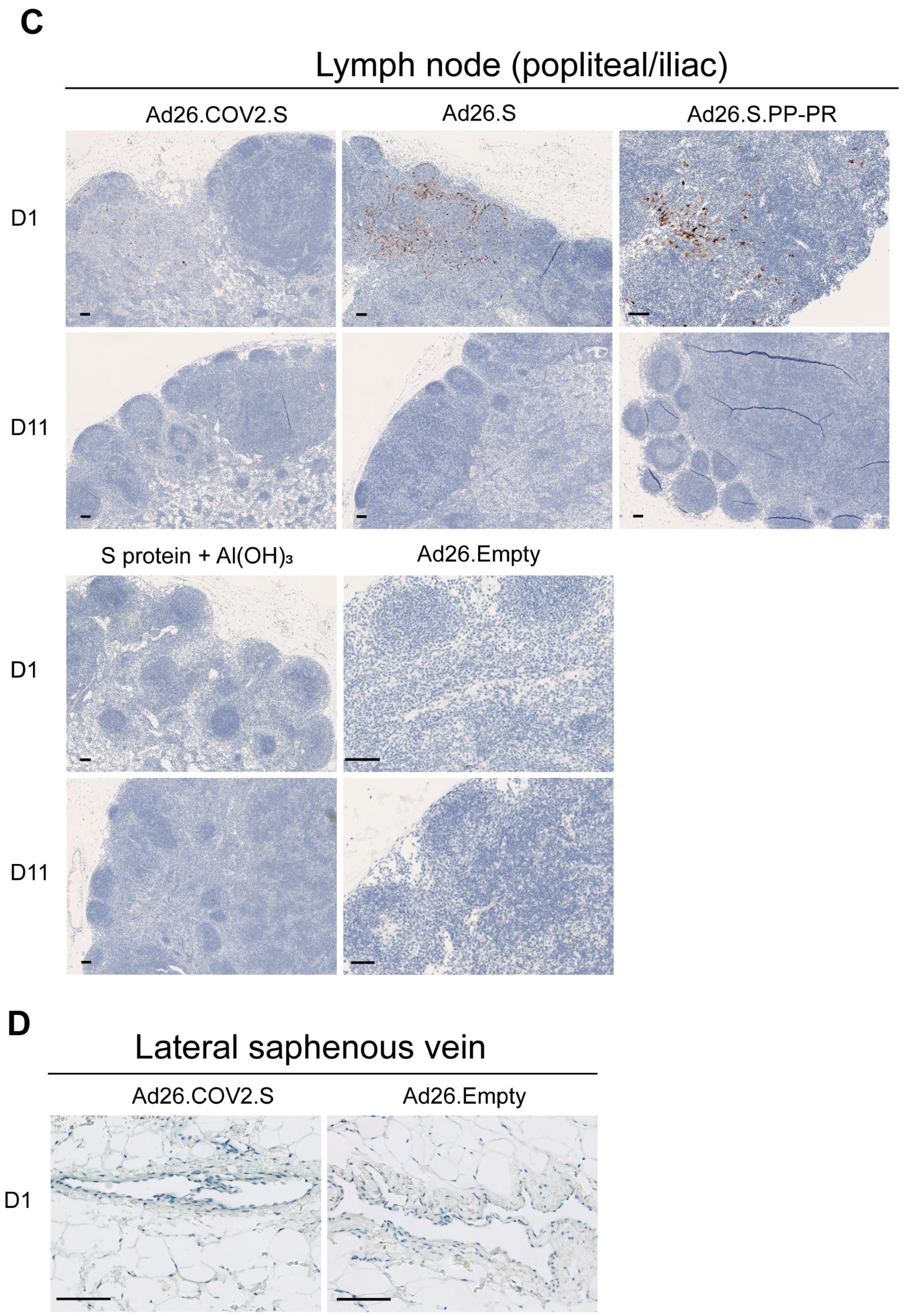 Vaccines 12 00559 g001b