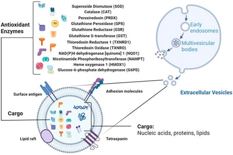 EV structure with antioxidant enzymes (AOEs) as cargo (Created in BioRender. Wang, J. (2026) https://BioRender.com/t0f0rdi, accessed on 10 October 2025).