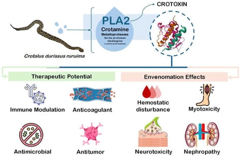 Toxicological and pharmacological properties of Crotoxin.