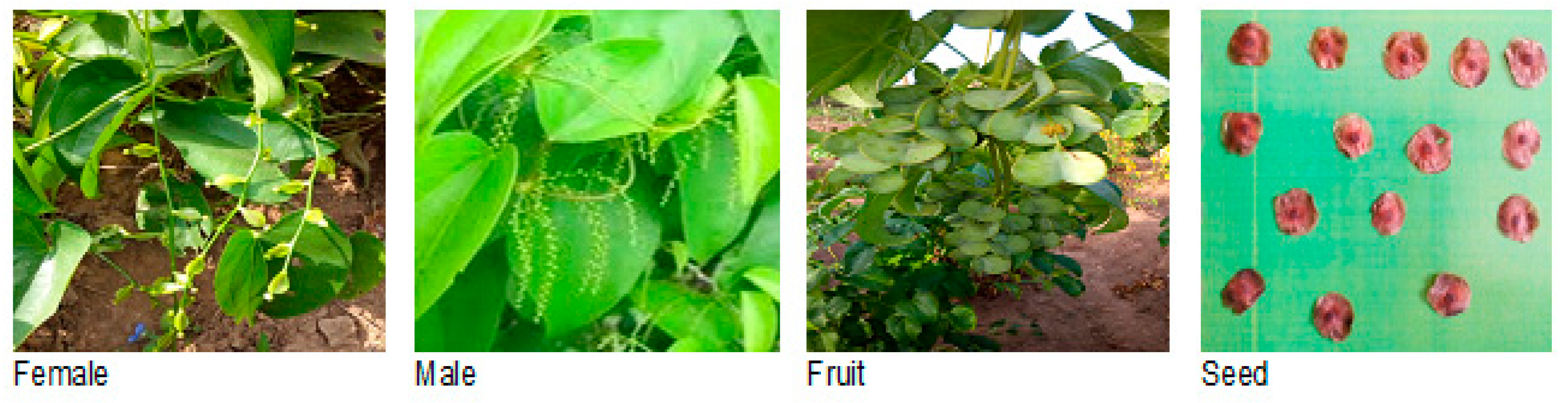 Agriculture 08 00095 g001