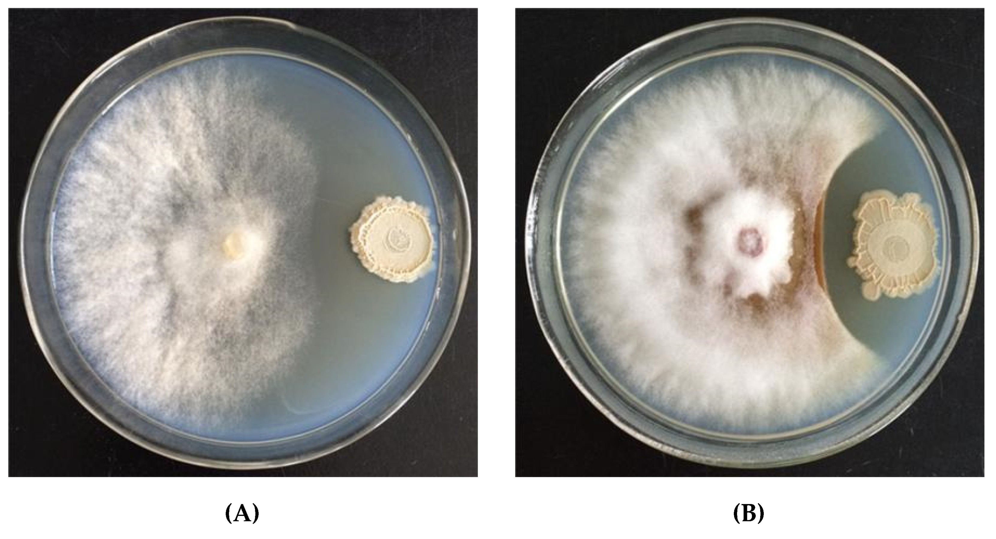 Agriculture 11 00581 g001