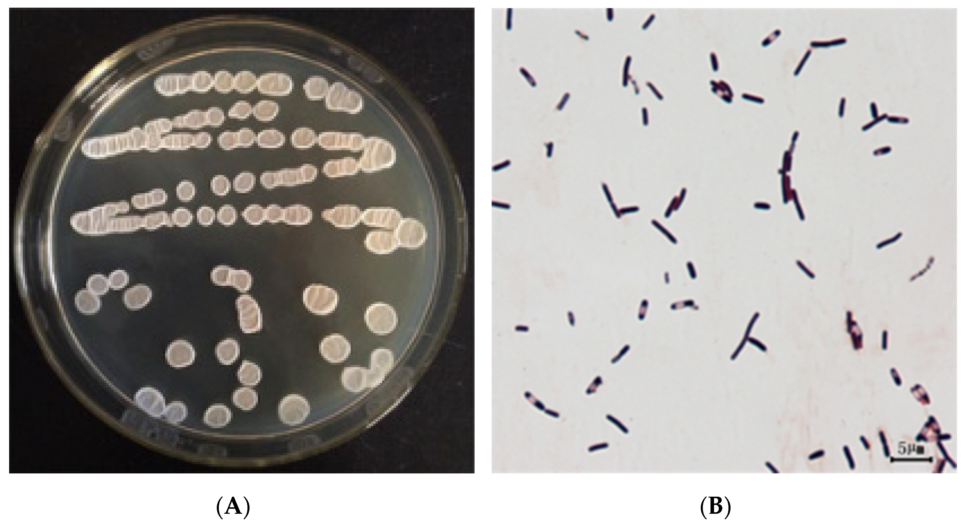 Agriculture 11 00581 g002