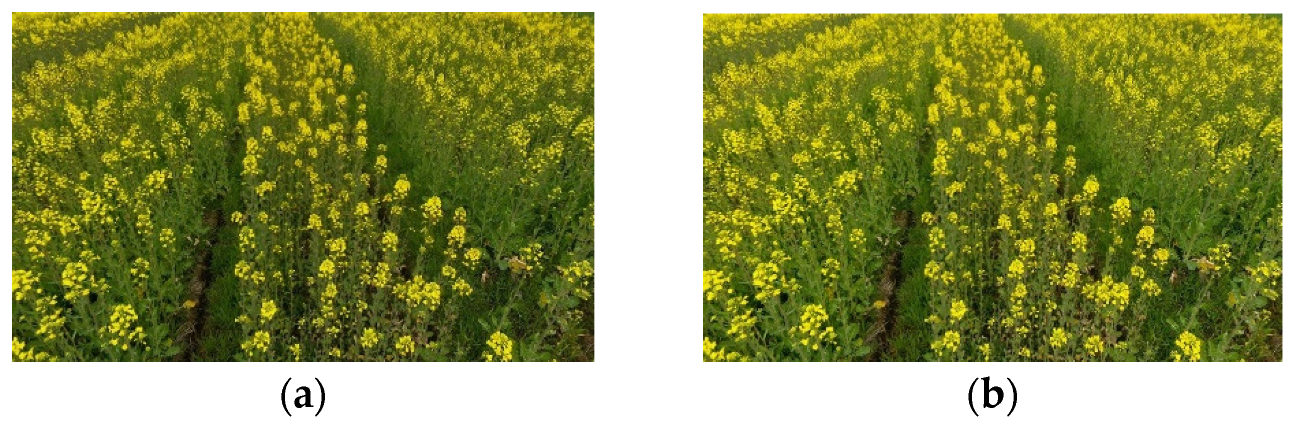 Agriculture 12 00062 g004