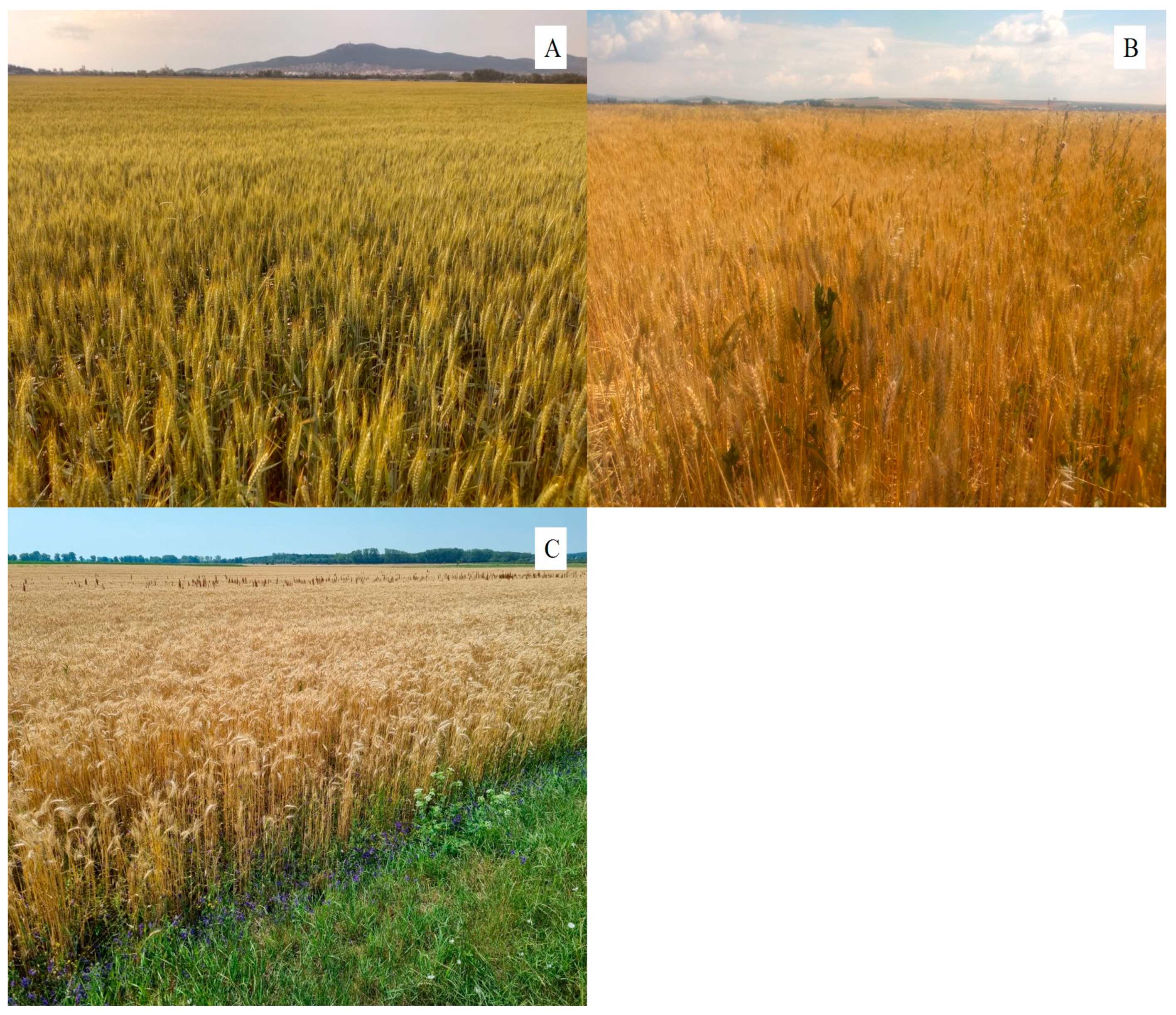 Agriculture 14 00482 g001