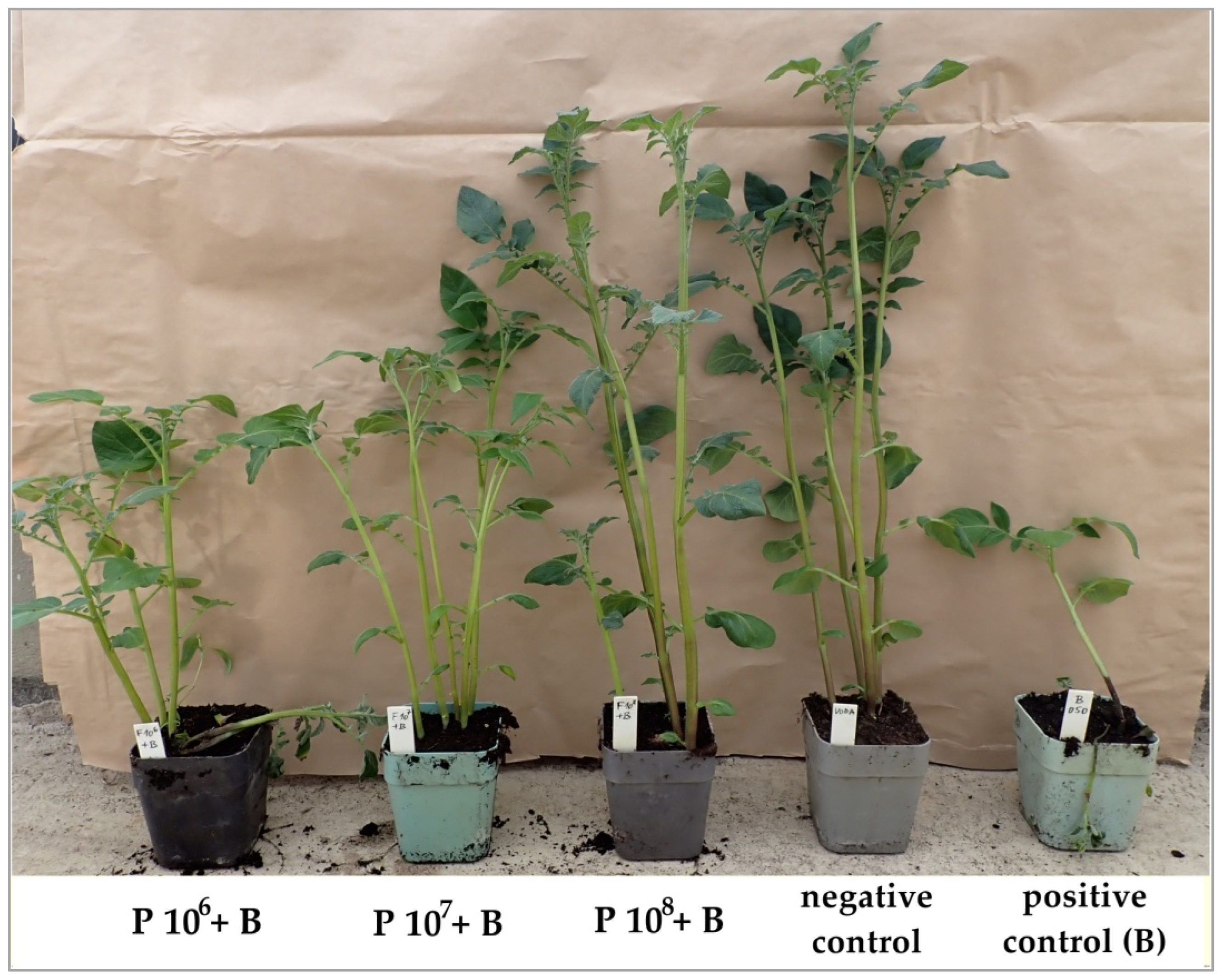 Agriculture 14 00497 g001