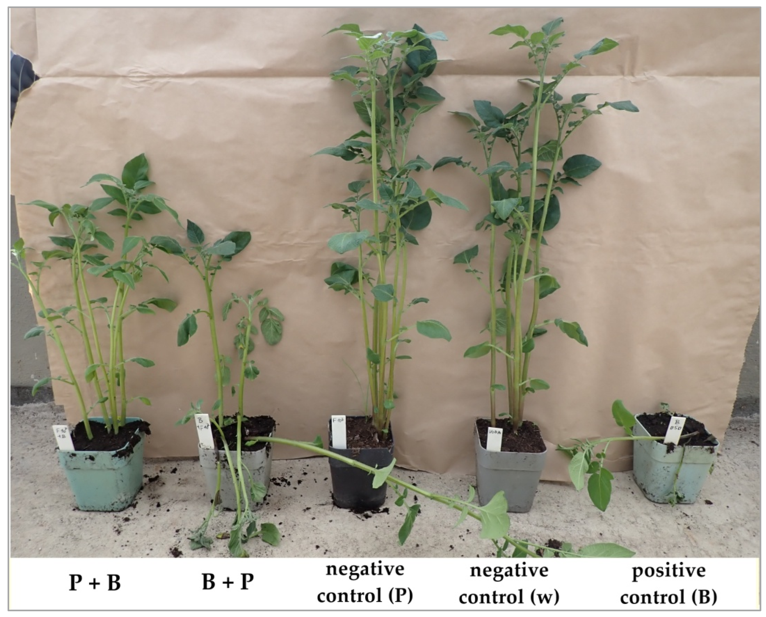 Agriculture 14 00497 g004