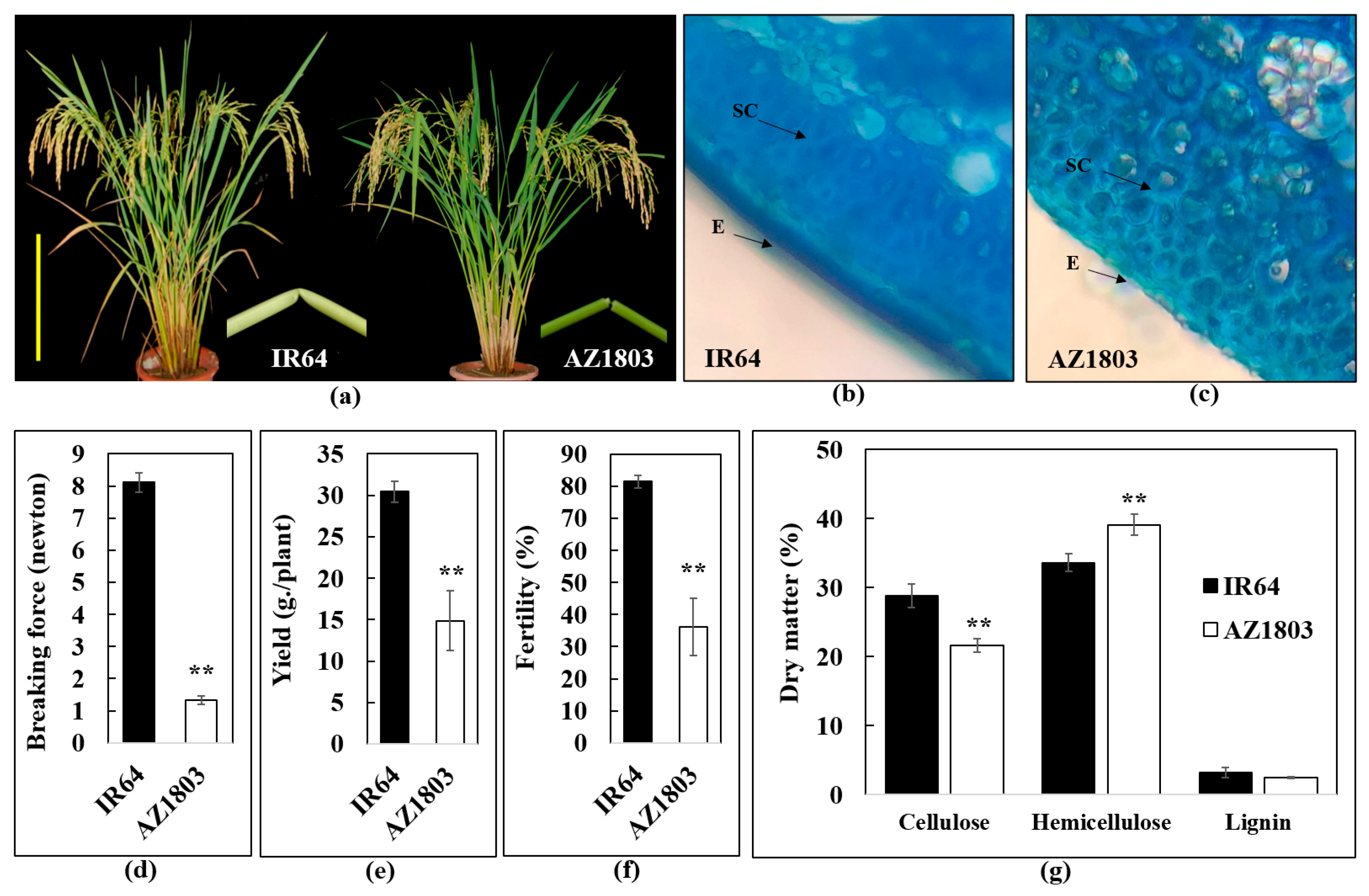 Agriculture 14 00706 g001