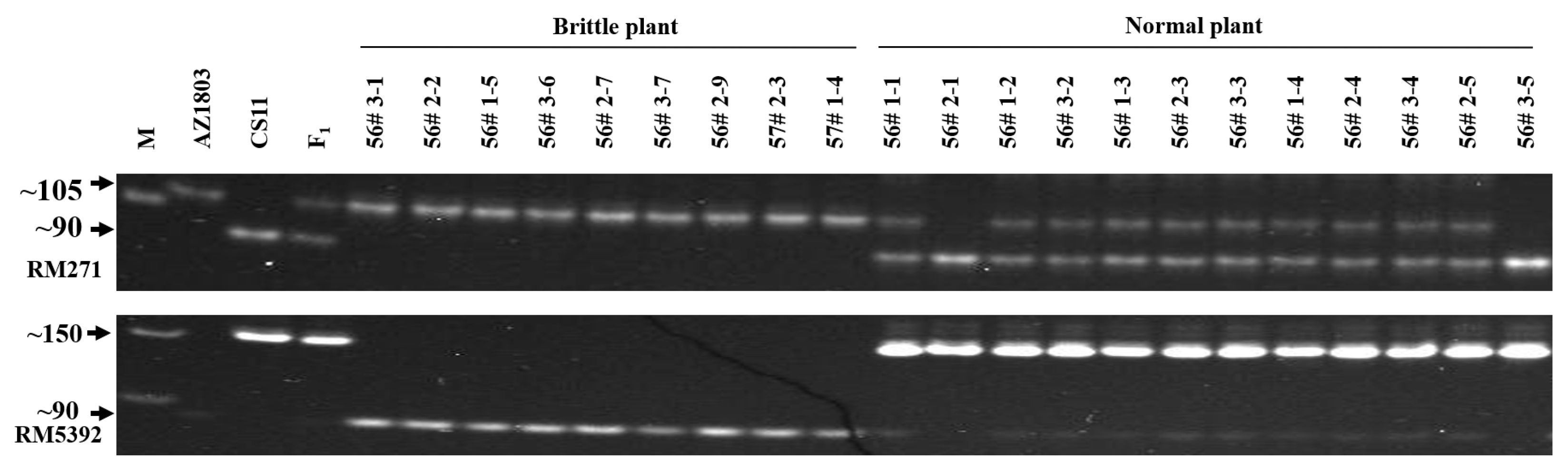 Agriculture 14 00706 g004