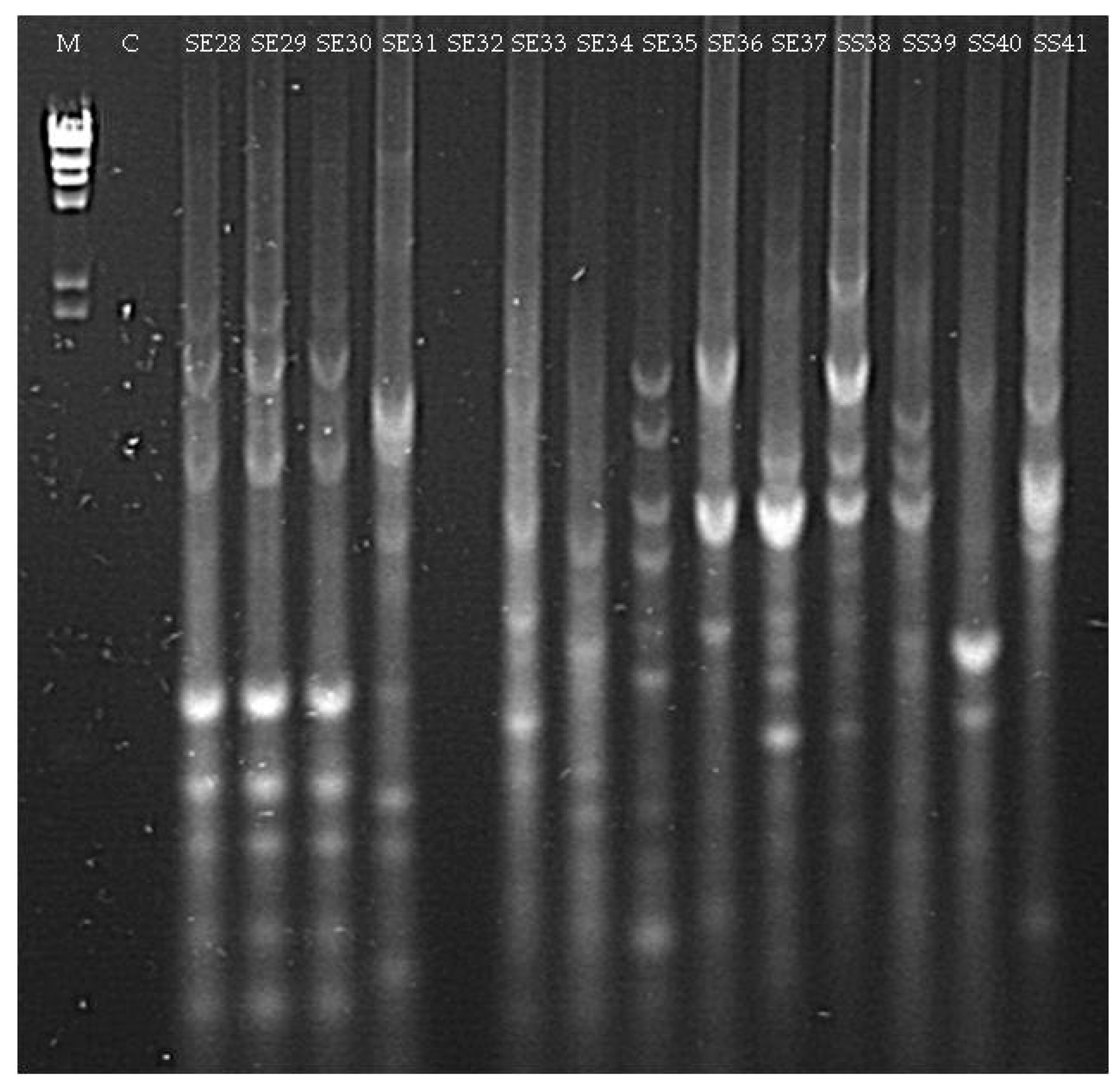 Agronomy 08 00136 g0a4