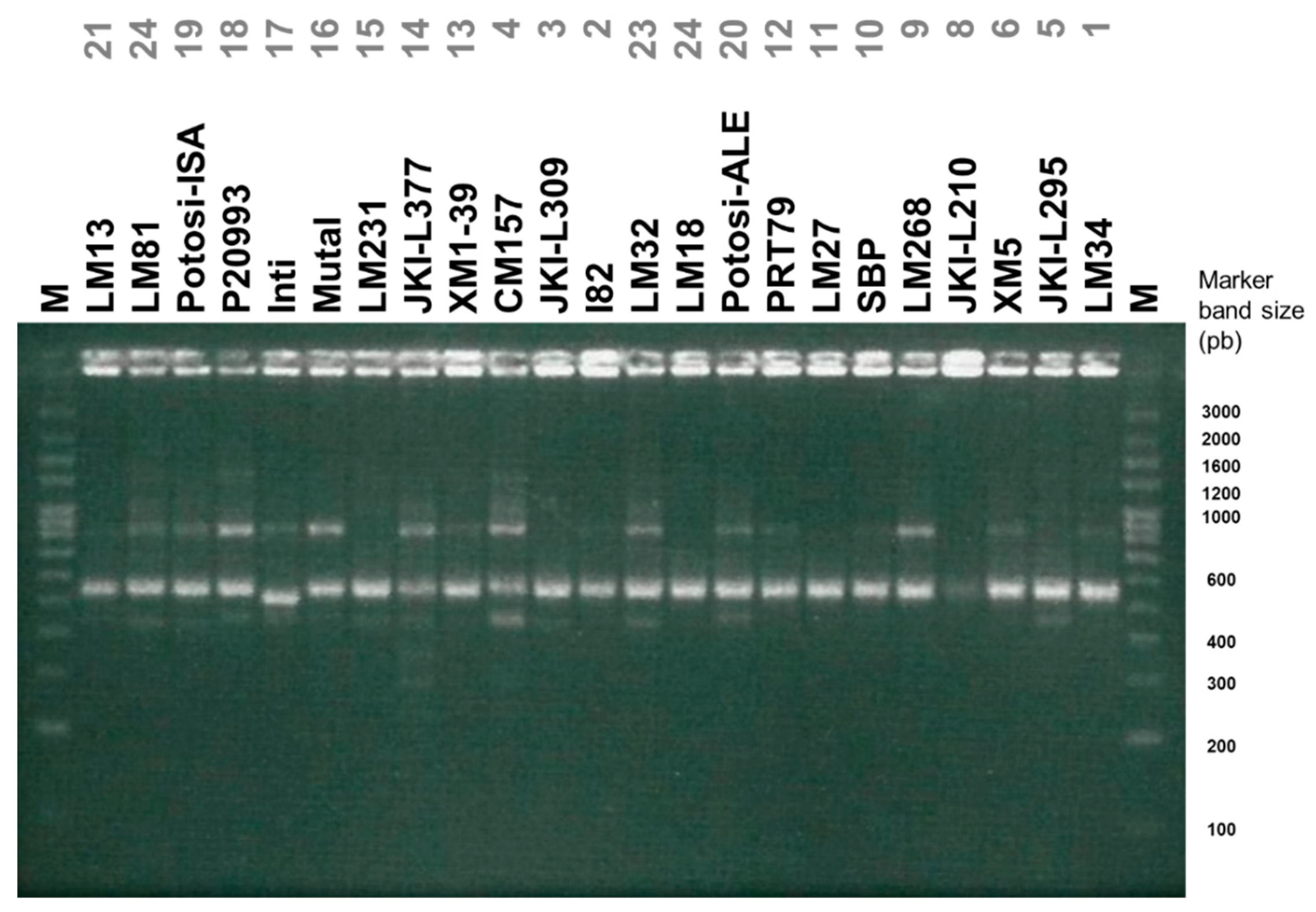Agronomy 10 00021 g006
