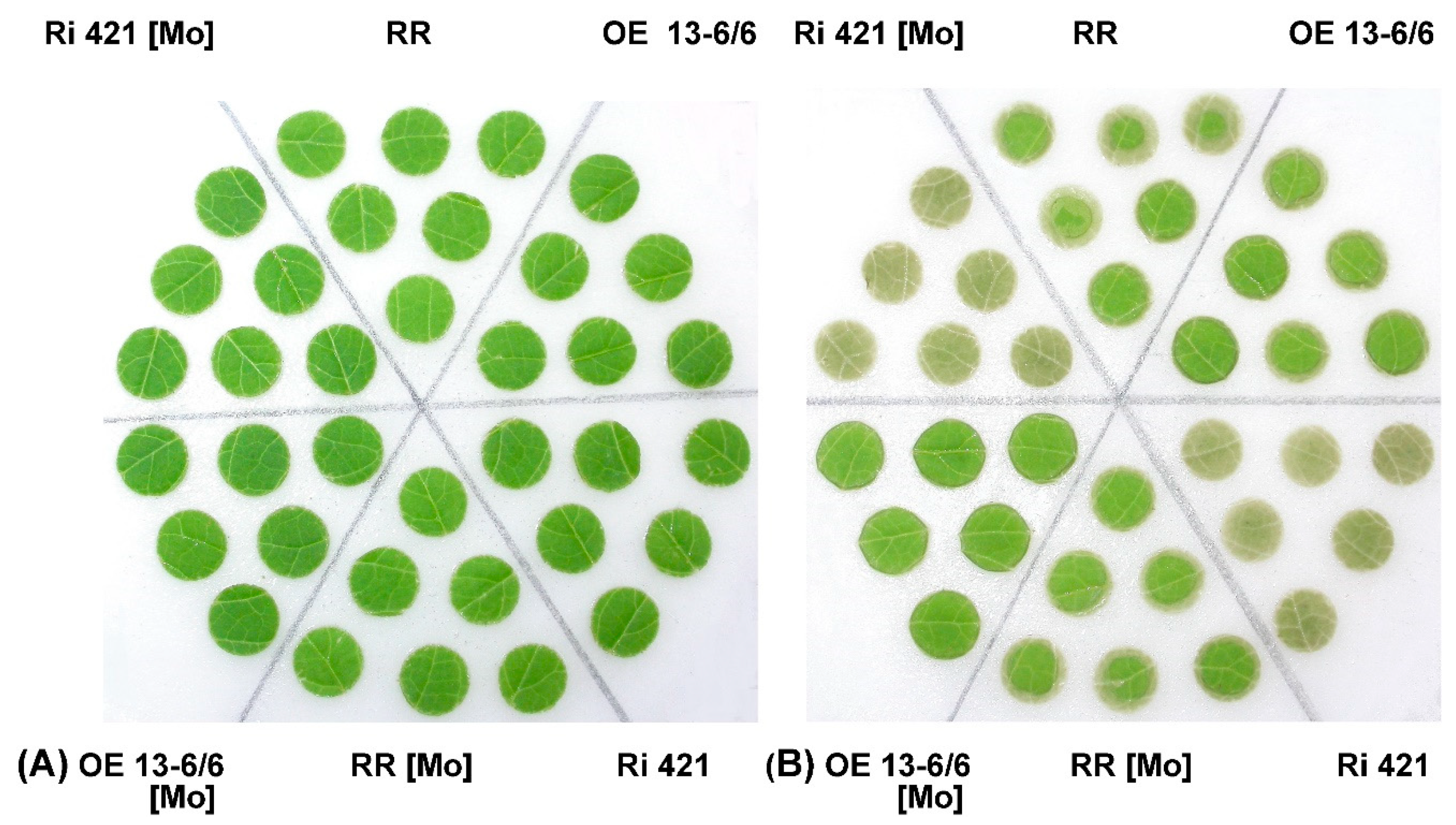 Agronomy 10 00694 g004 Agronomy 10 00694 g004