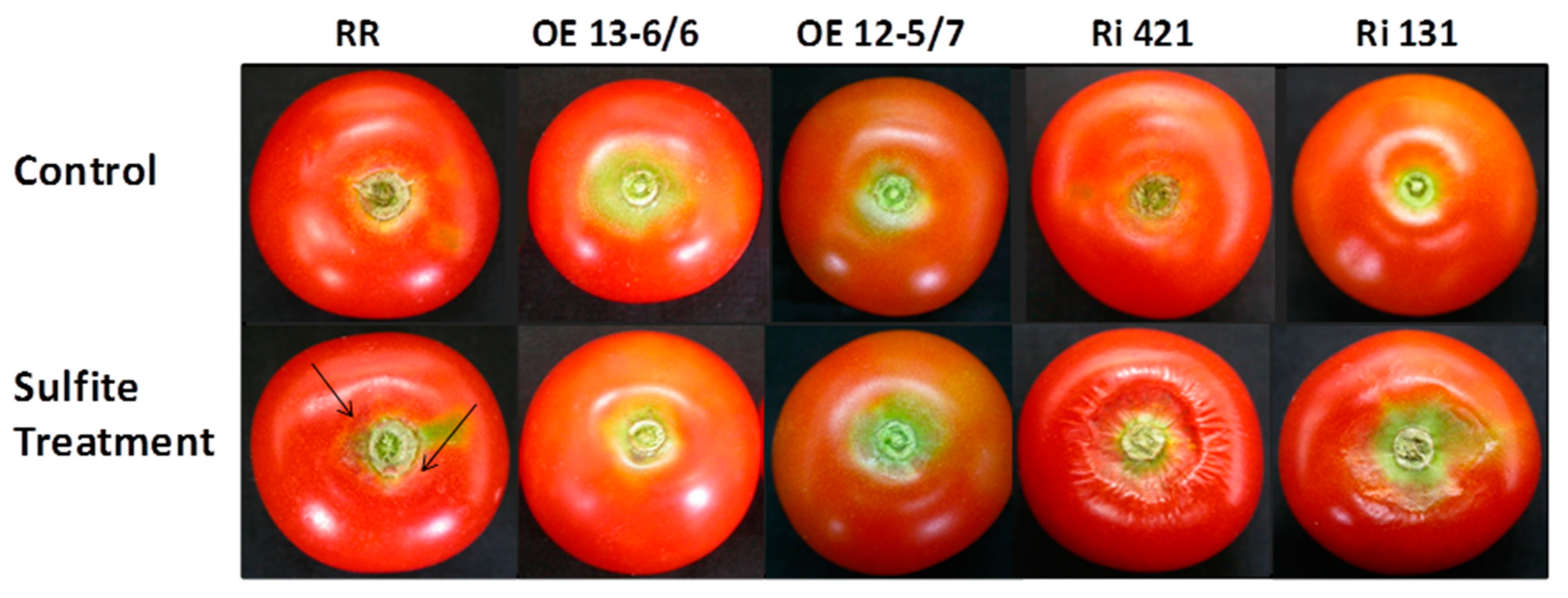 Agronomy 10 00694 g010 Agronomy 10 00694 g010
