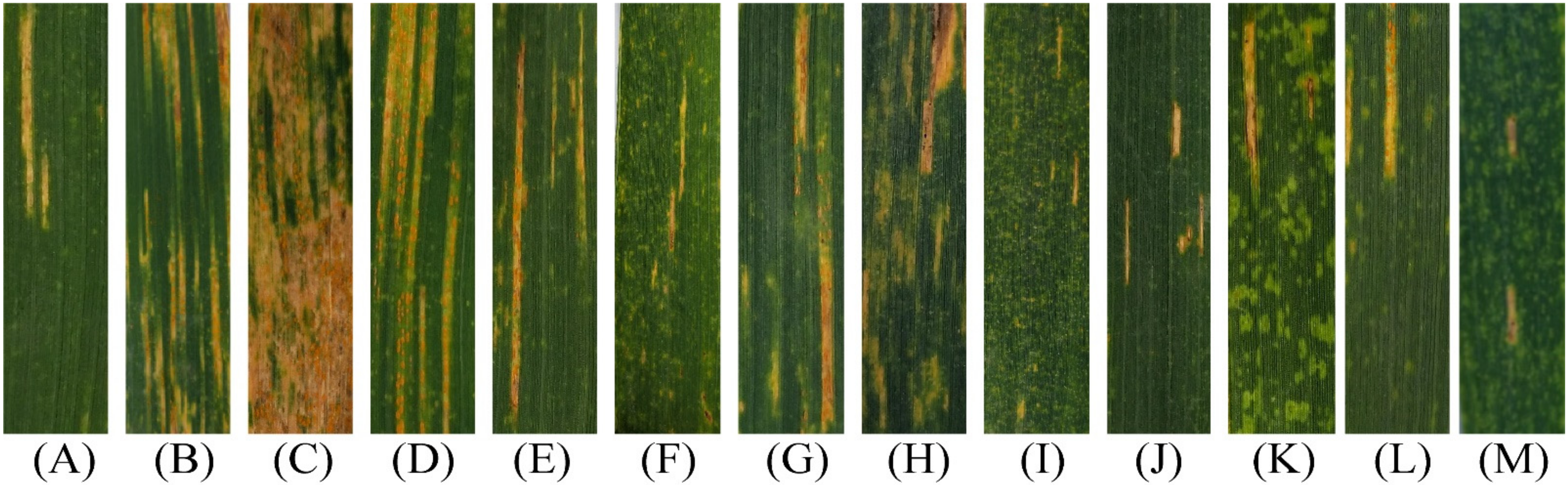 Agronomy 12 01791 g001