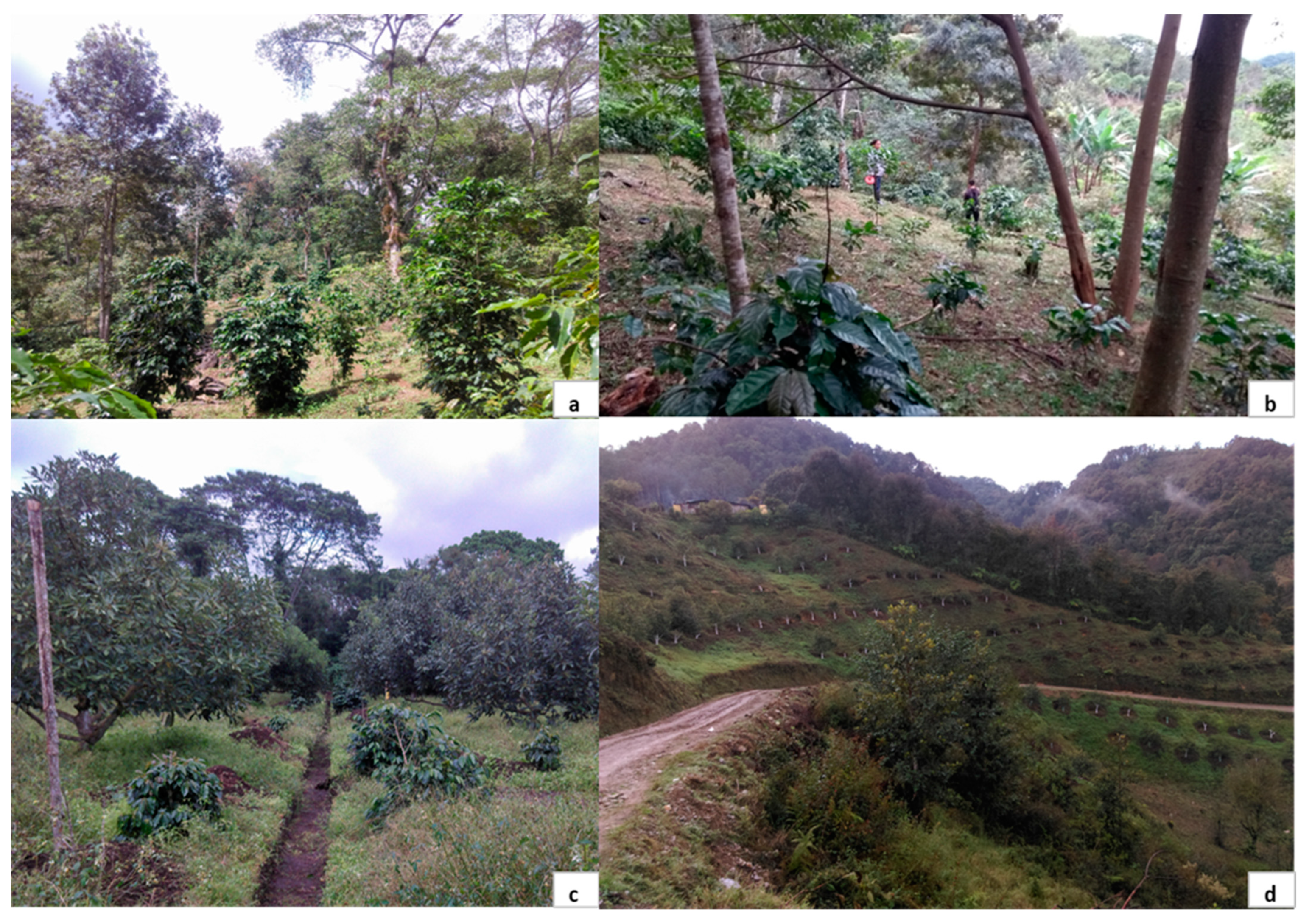 Agronomy 12 01794 g001