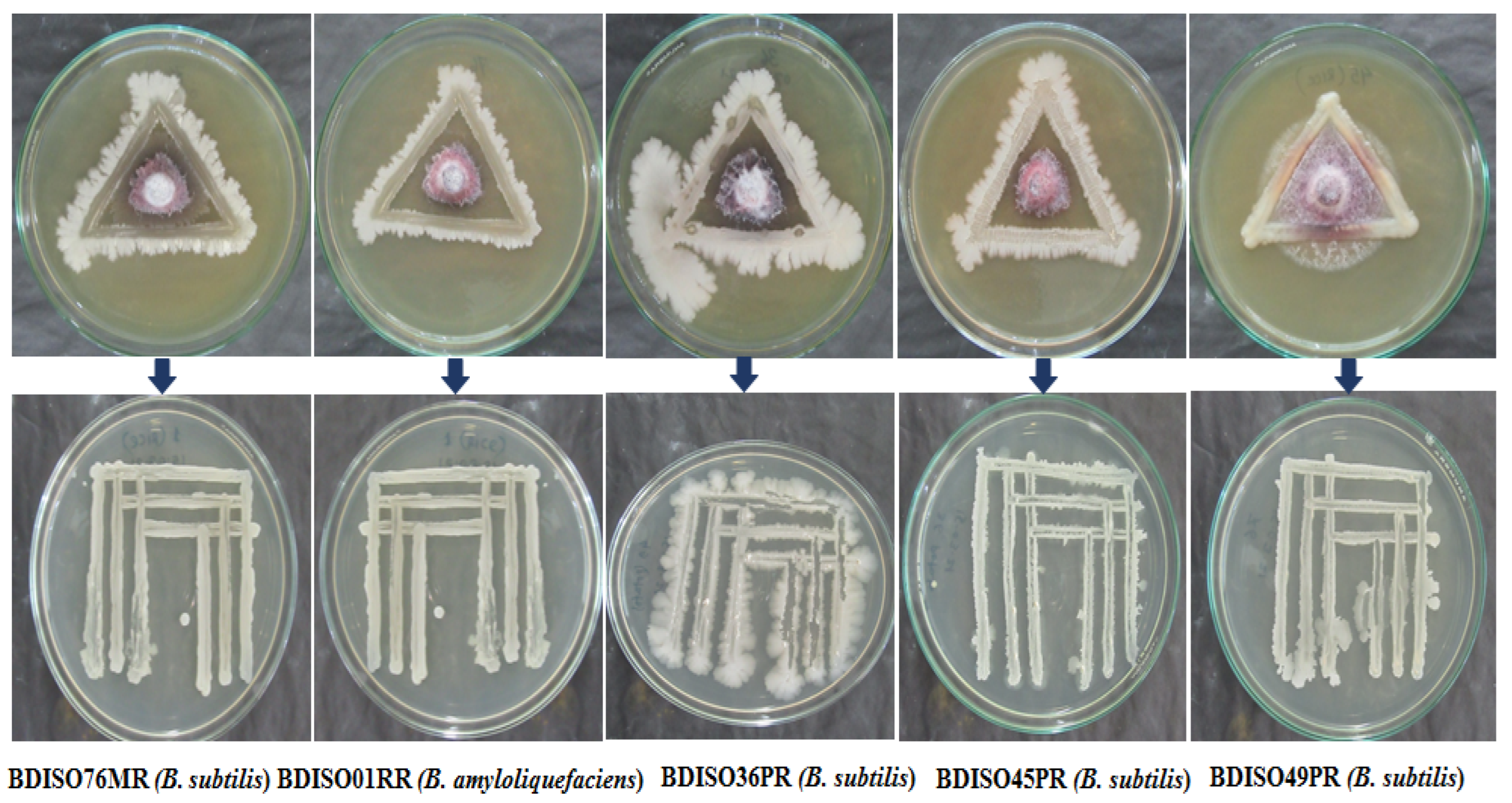 Agronomy 12 02608 g001 Agronomy 12 02608 g001