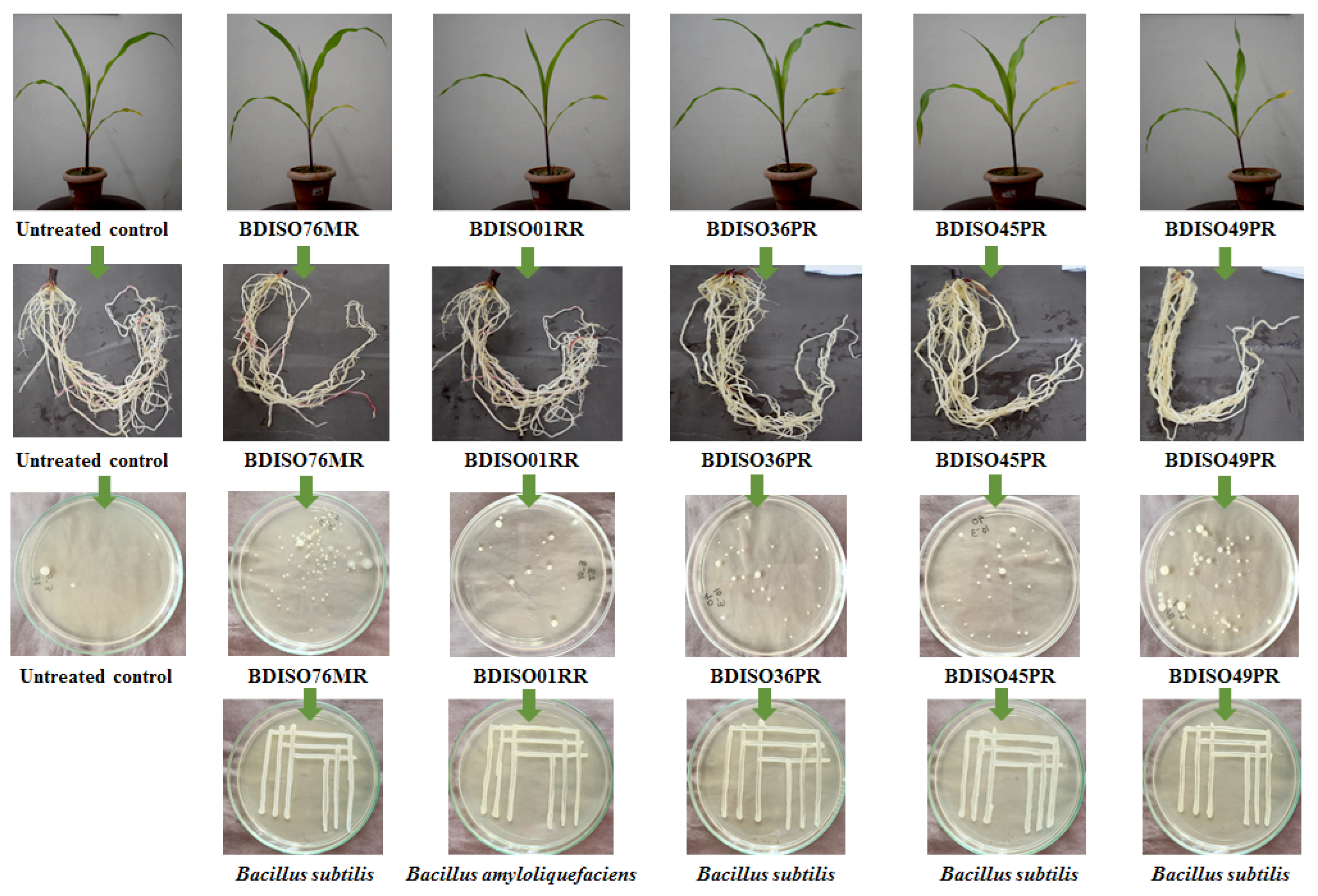 Agronomy 12 02608 g004 Agronomy 12 02608 g004
