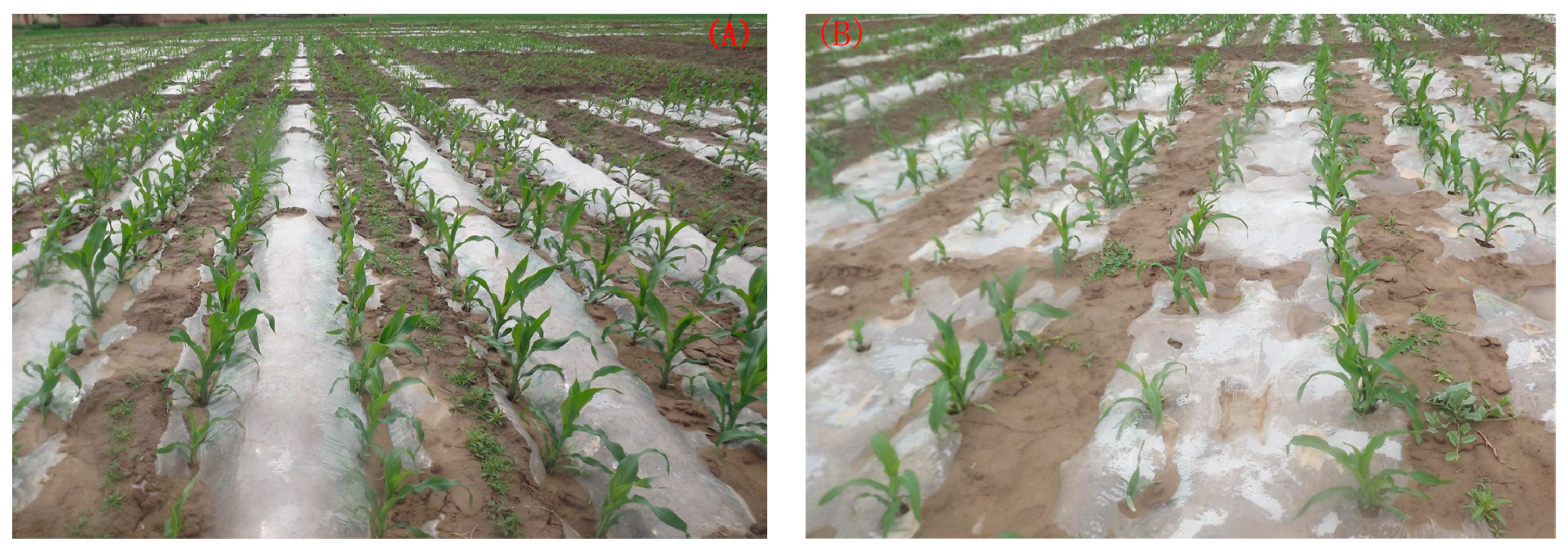 Agronomy 12 02943 g003