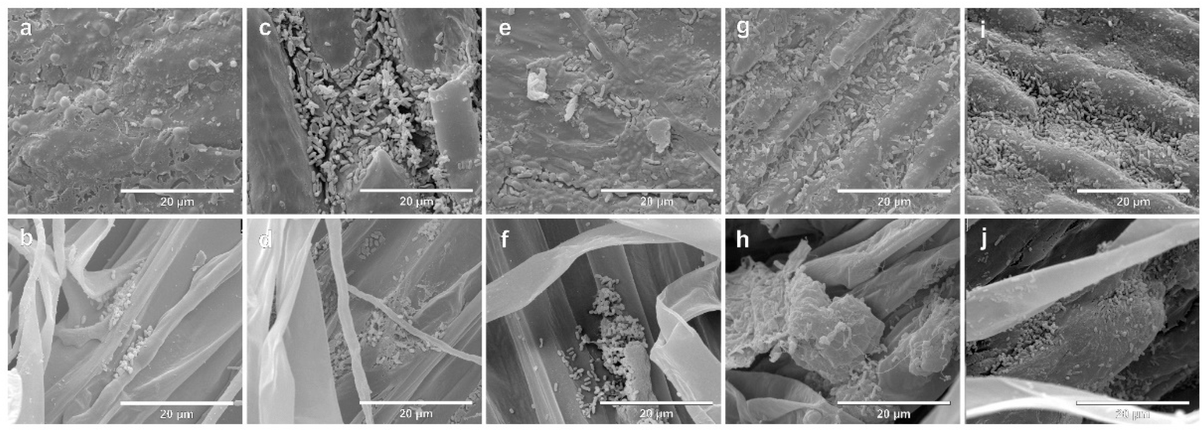 Agronomy 13 00734 g003