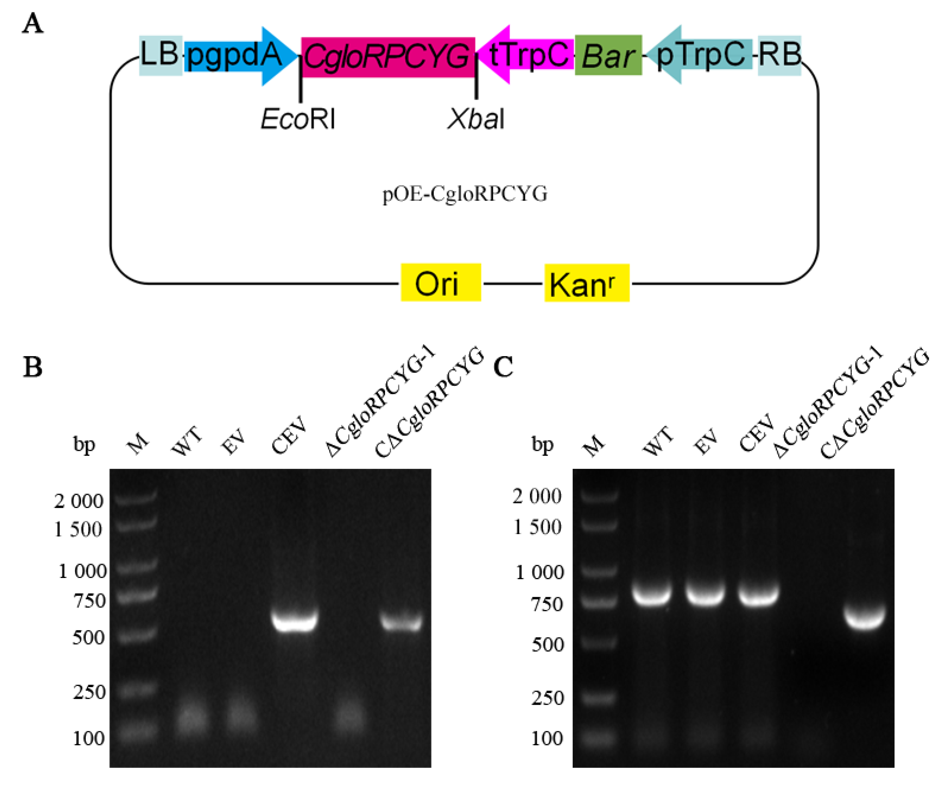 Agronomy 13 01681 g003