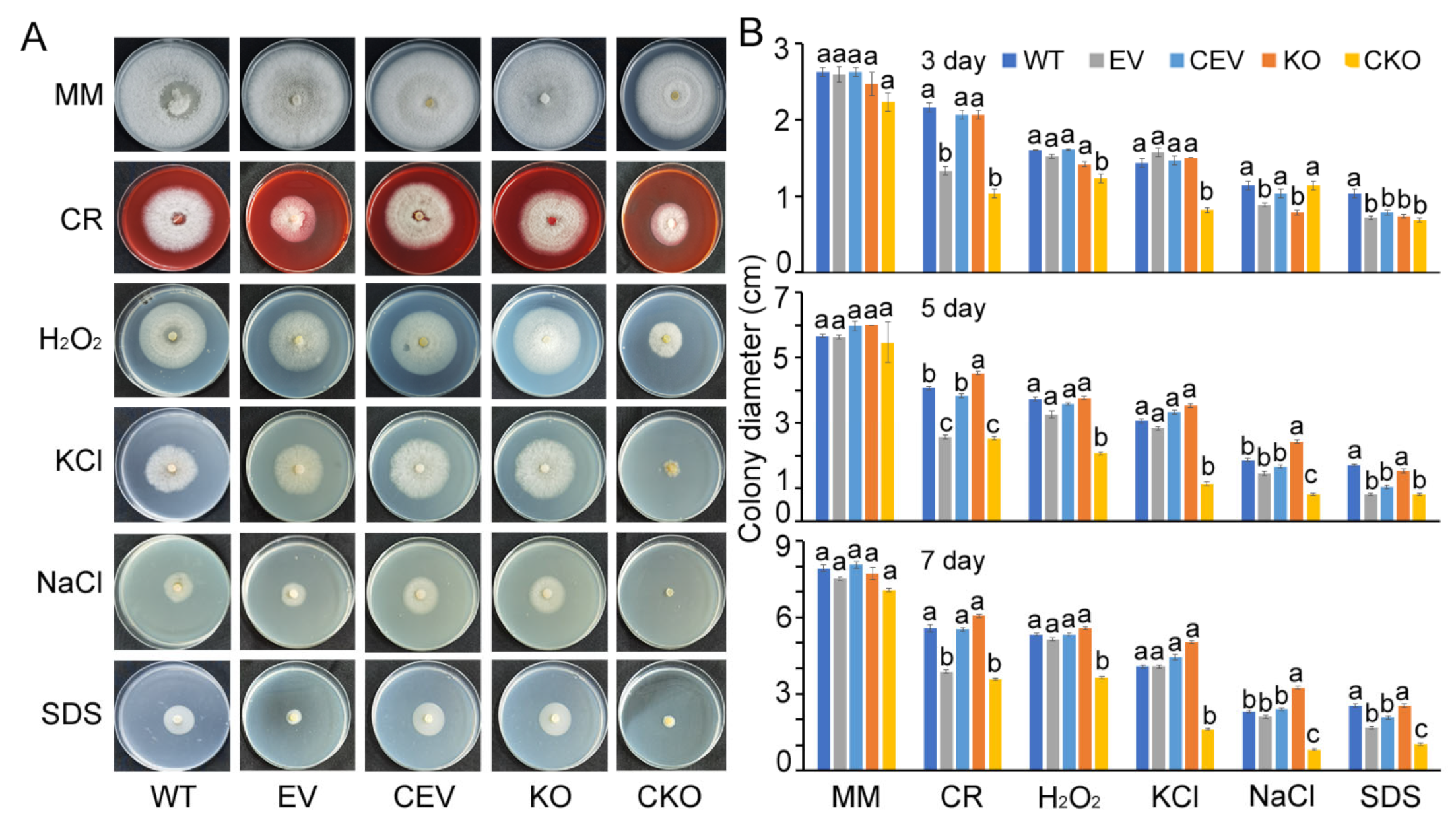 Agronomy 13 01681 g004