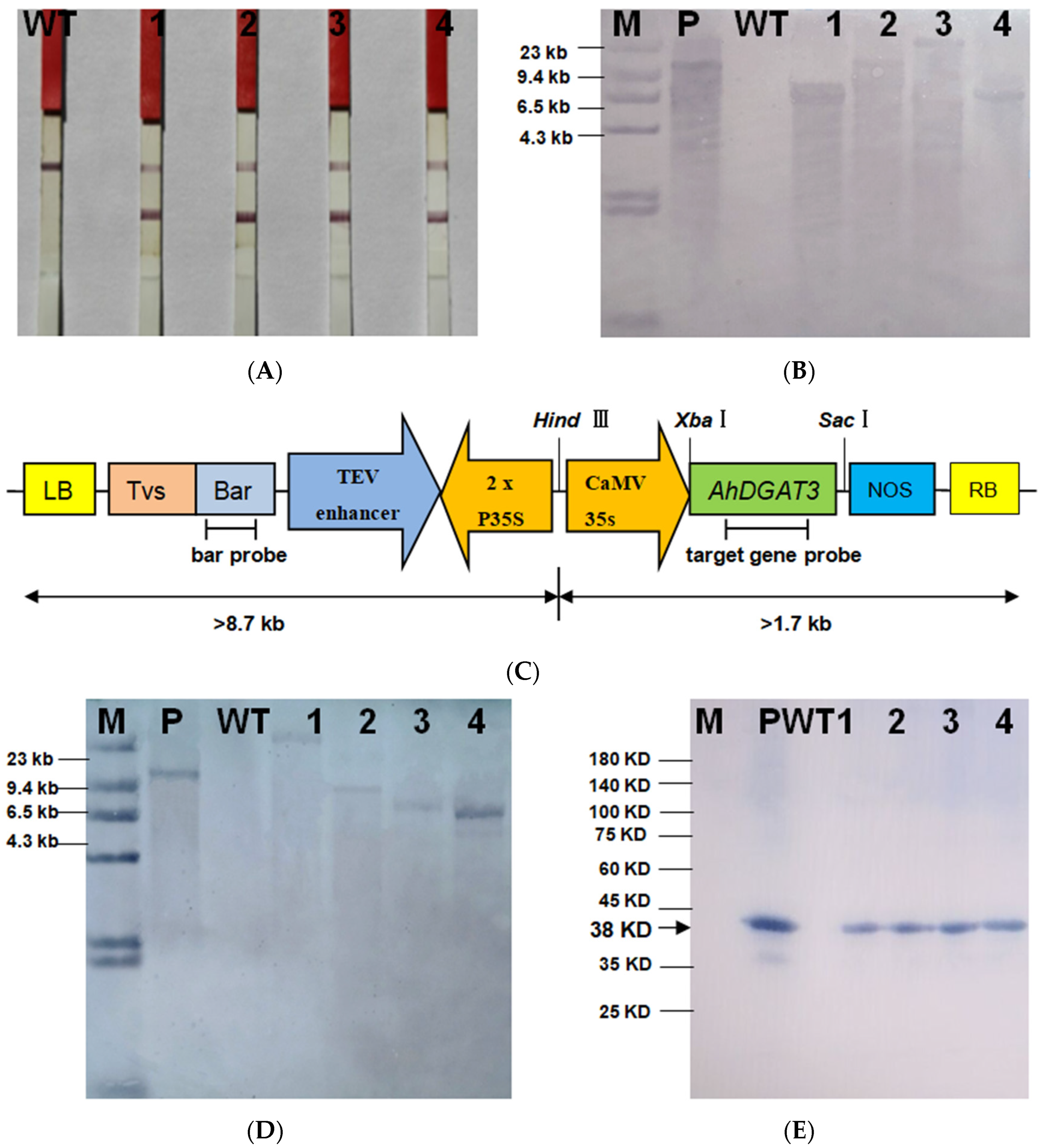 Agronomy 13 02333 g003