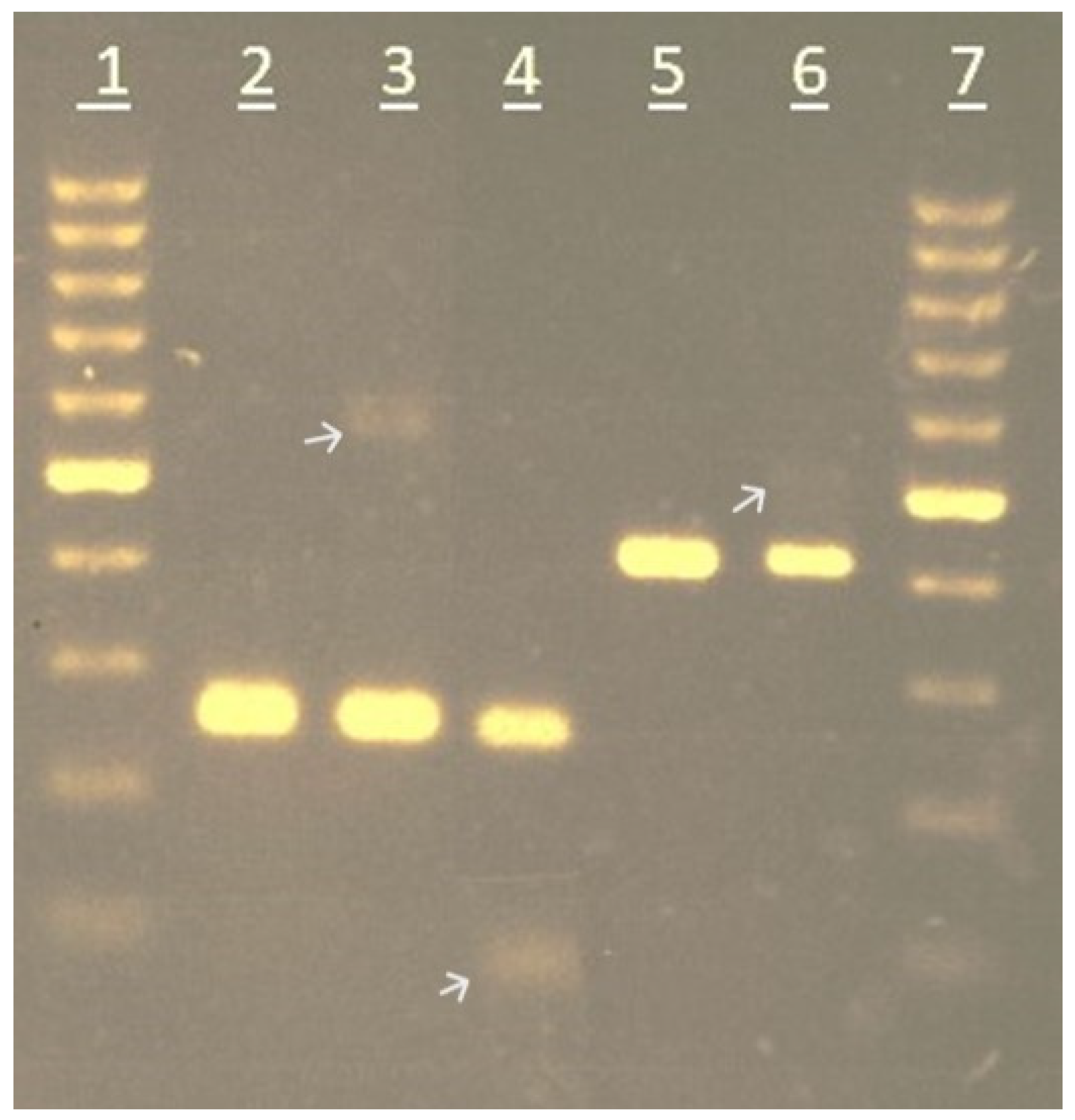 Agronomy 13 02728 g001