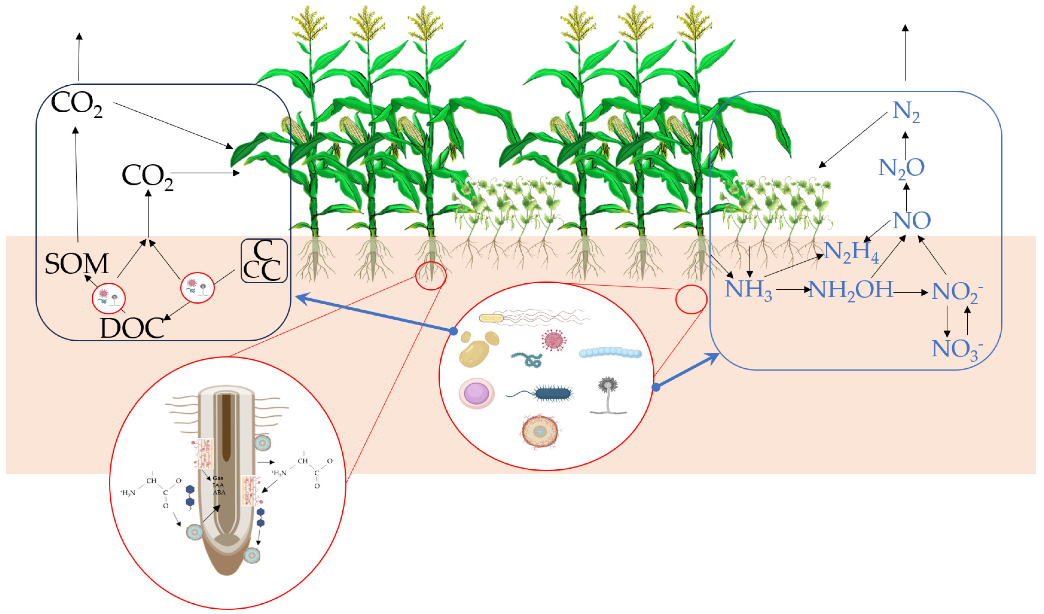 Agronomy 14 00669 g001