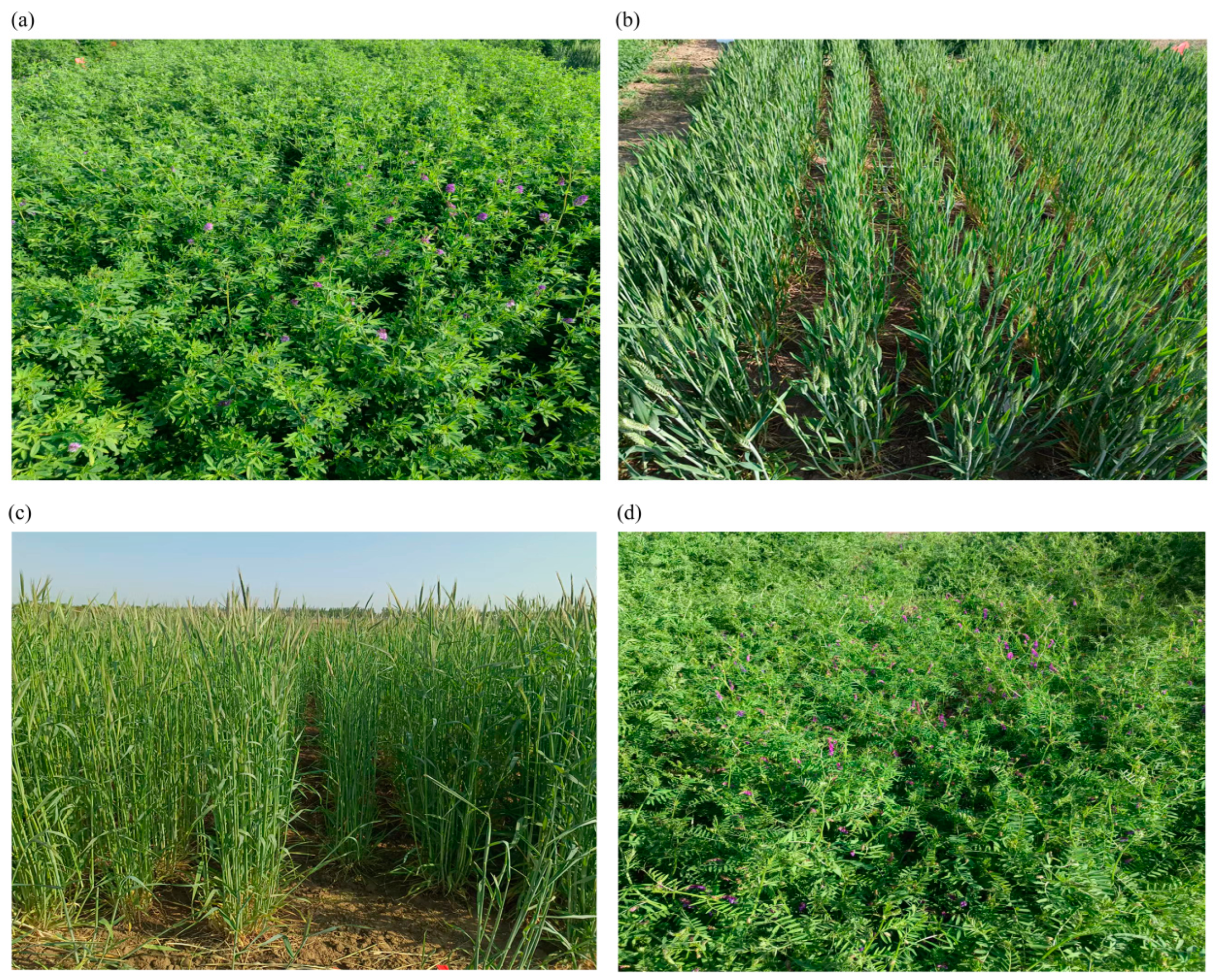 Agronomy 14 00974 g003