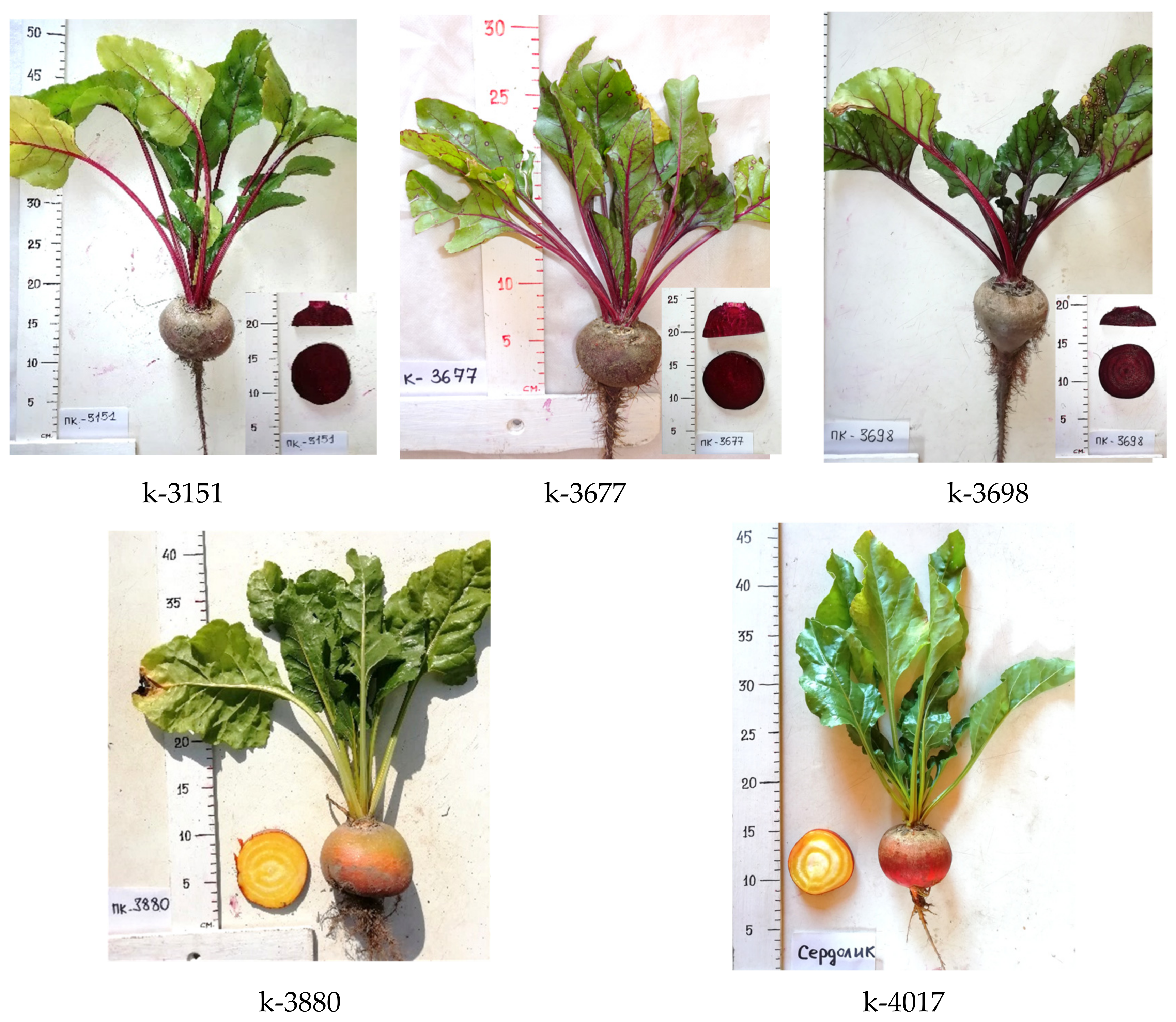 Agronomy 14 00999 g001