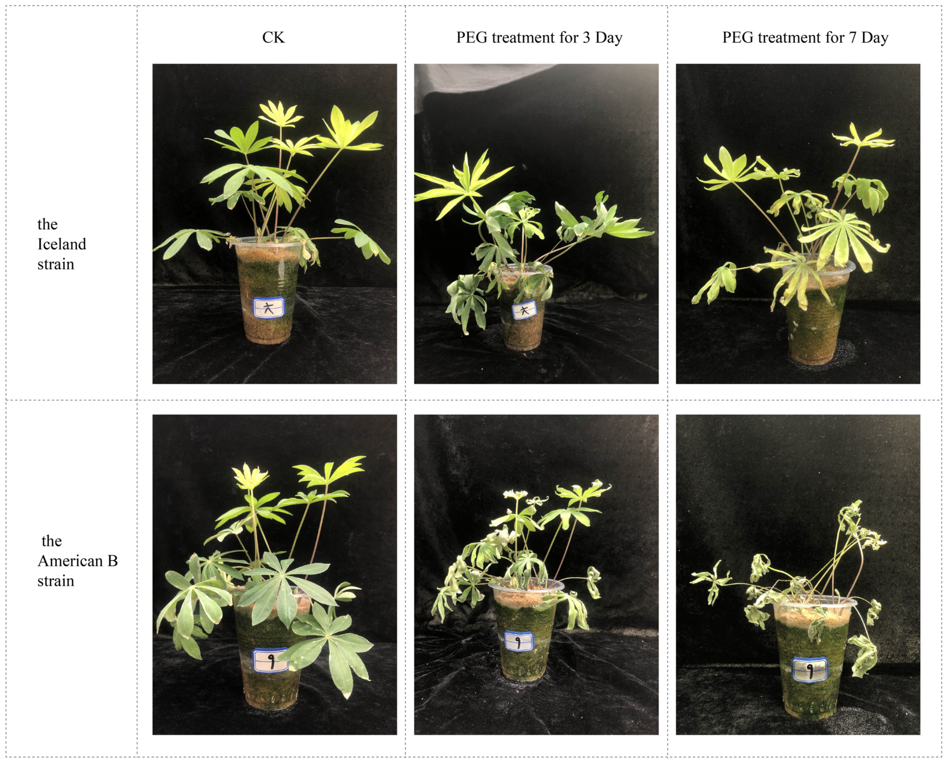 Agronomy 14 01045 g001