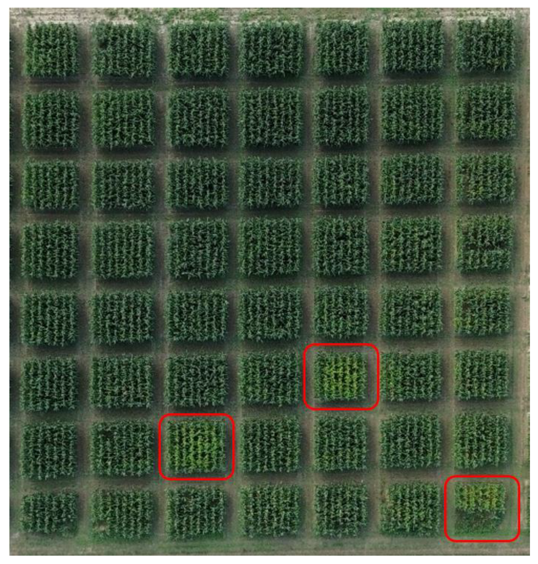 Agronomy 14 01054 g001