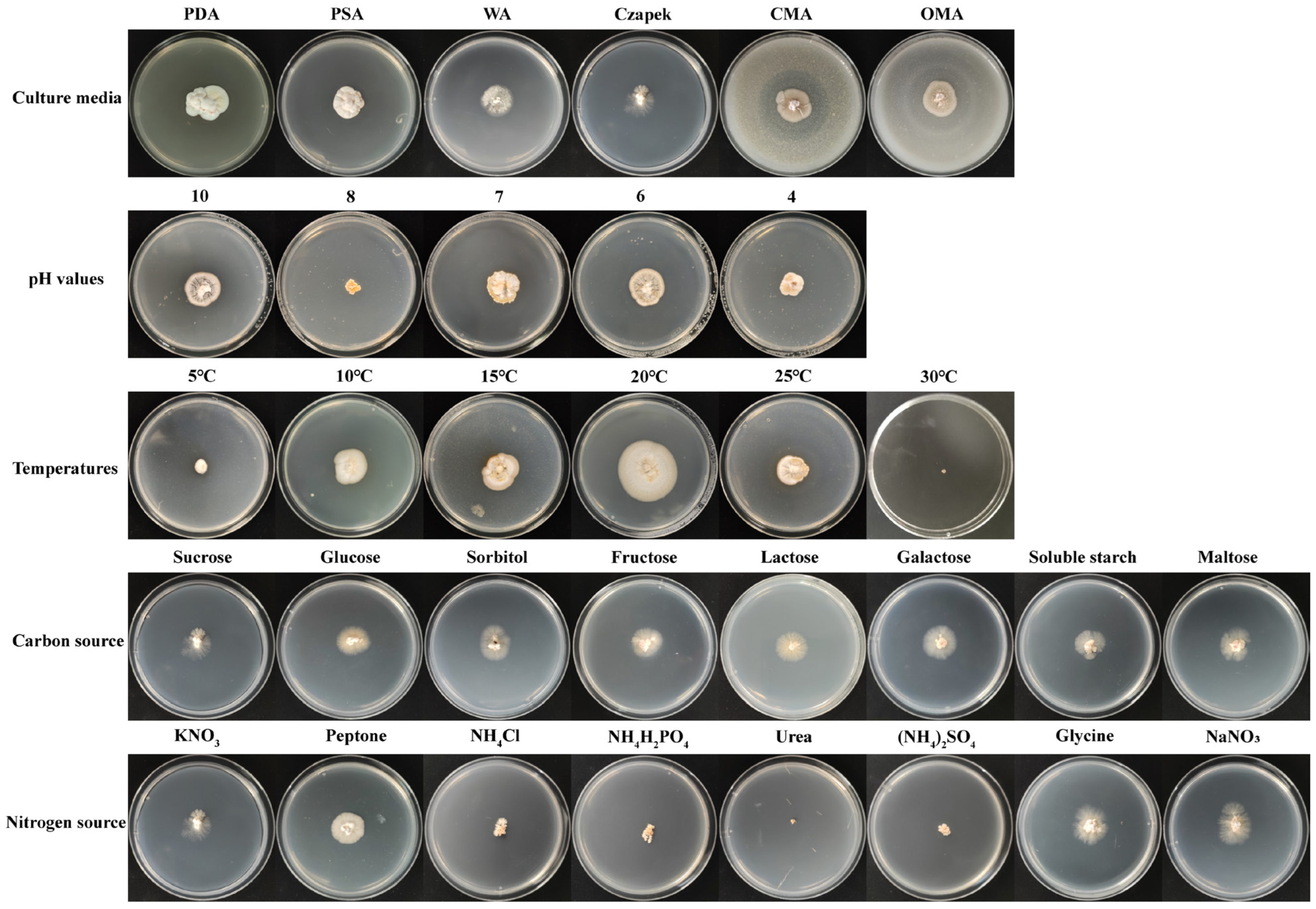 Agronomy 14 01055 g005