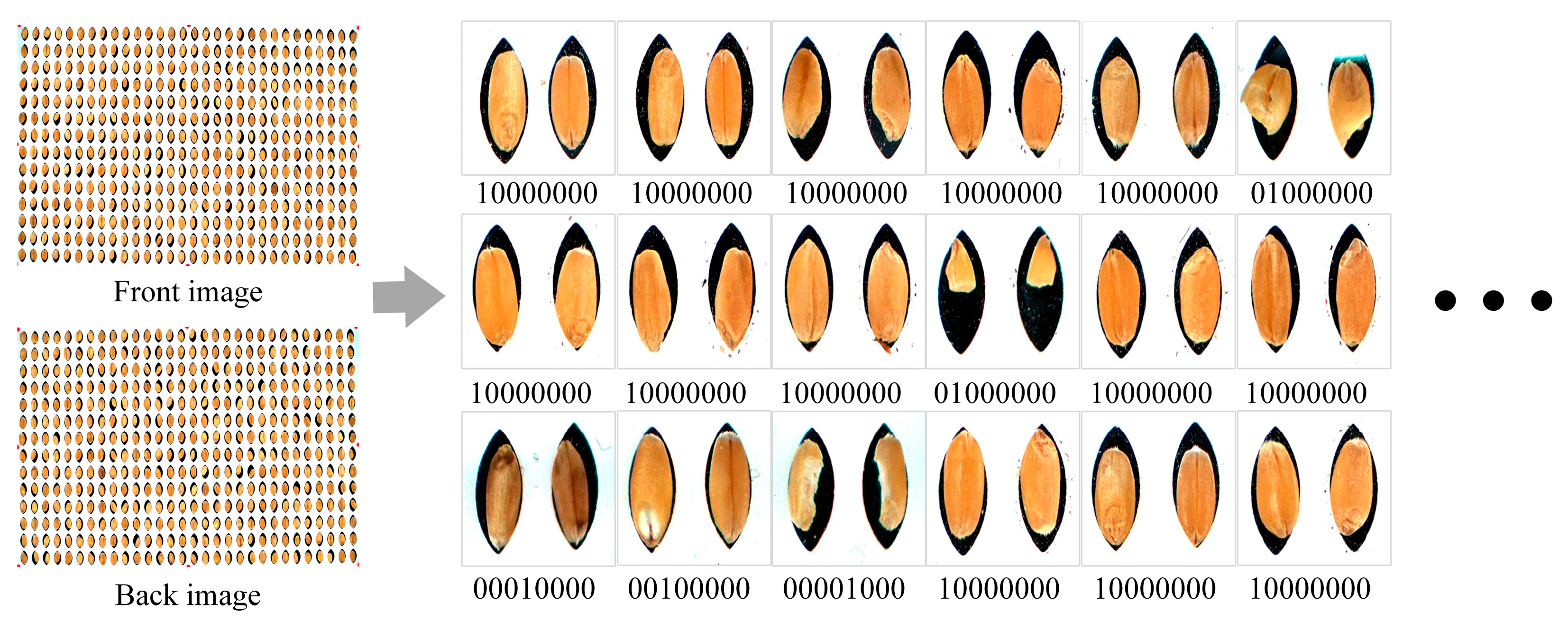 Agronomy 14 01057 g005