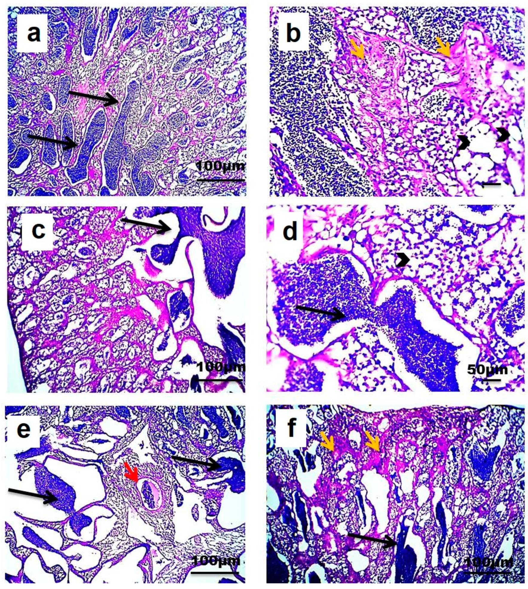 Animals 10 01475 g005