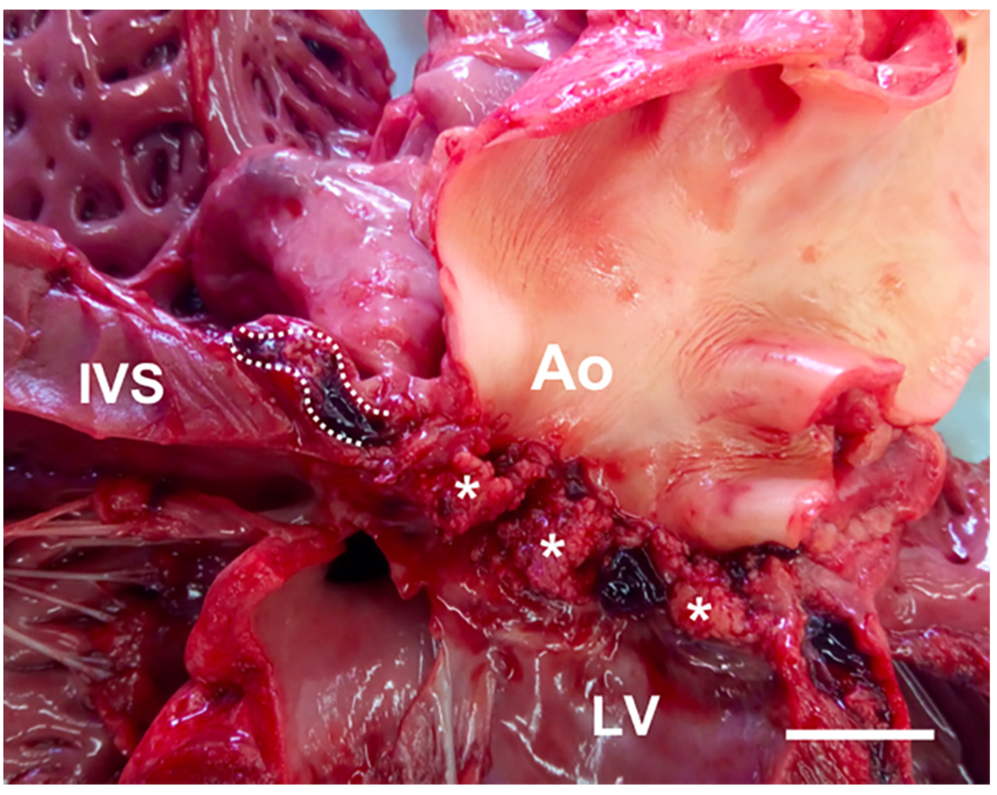 Animals 11 00690 g003 Animals 11 00690 g003