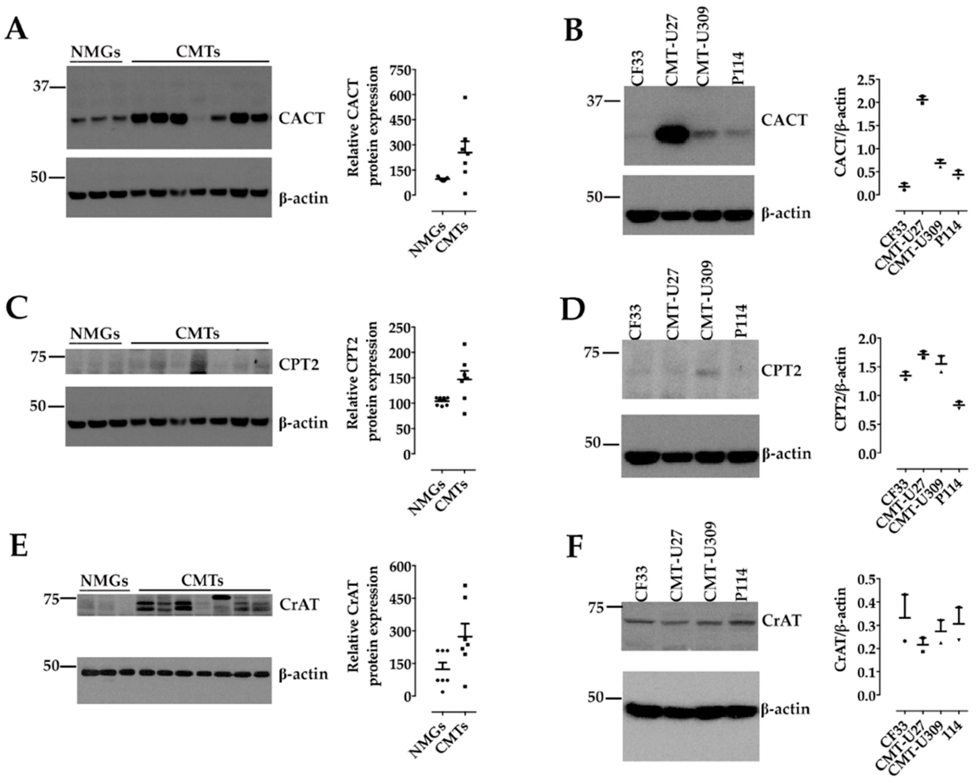 Animals 11 02969 g001