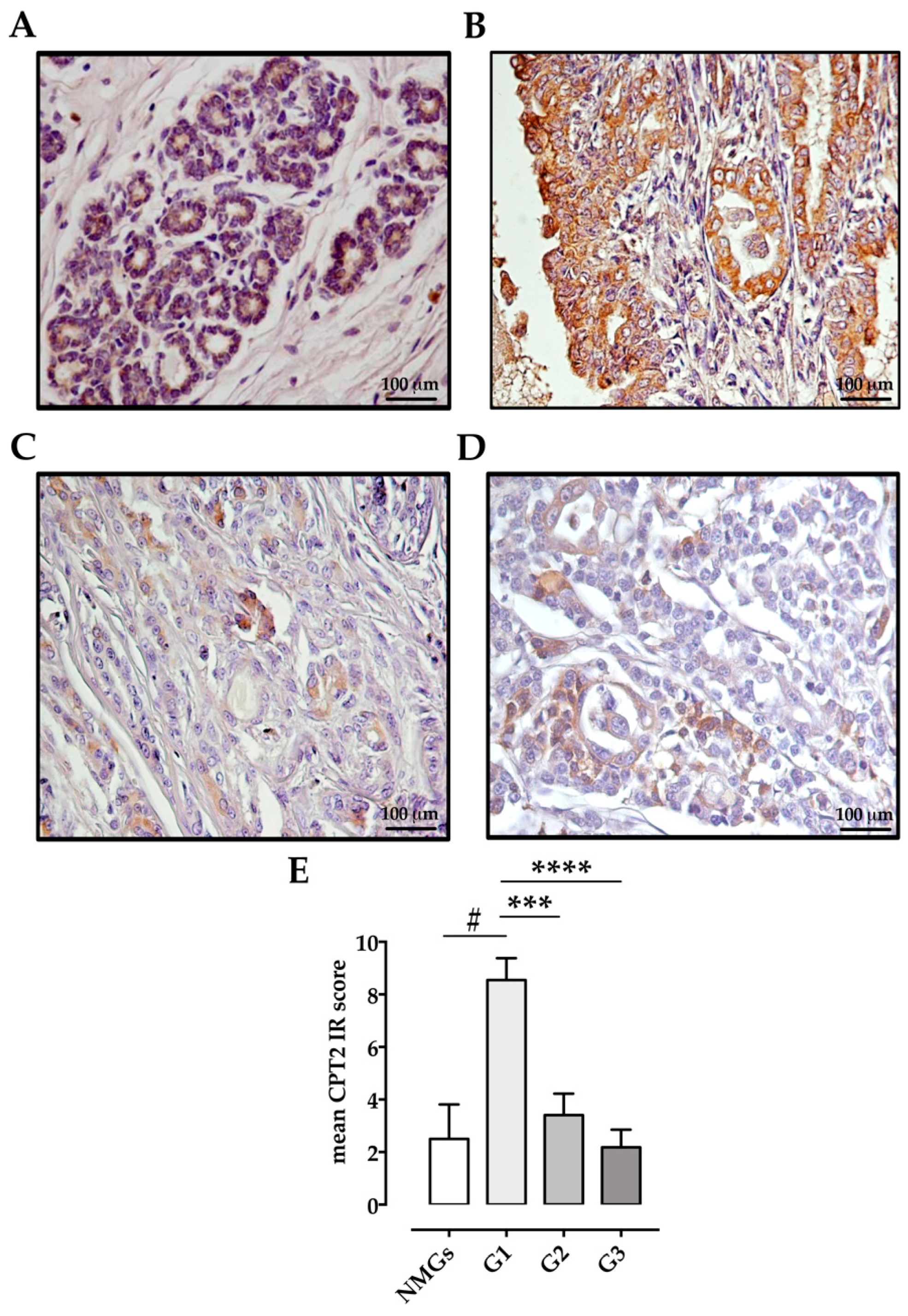 Animals 11 02969 g003