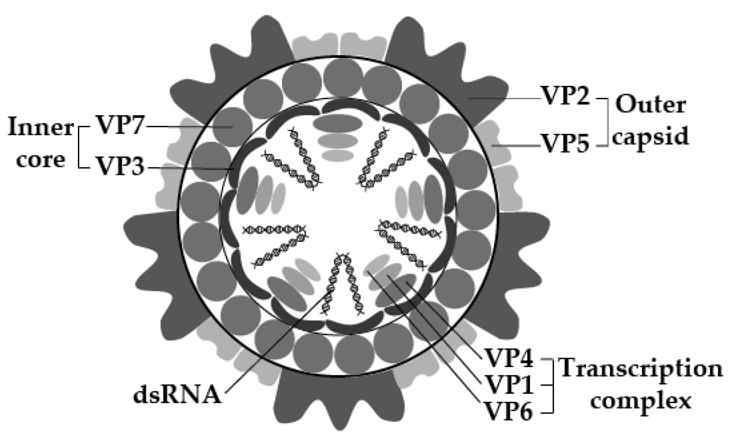 Animals 12 00337 g001